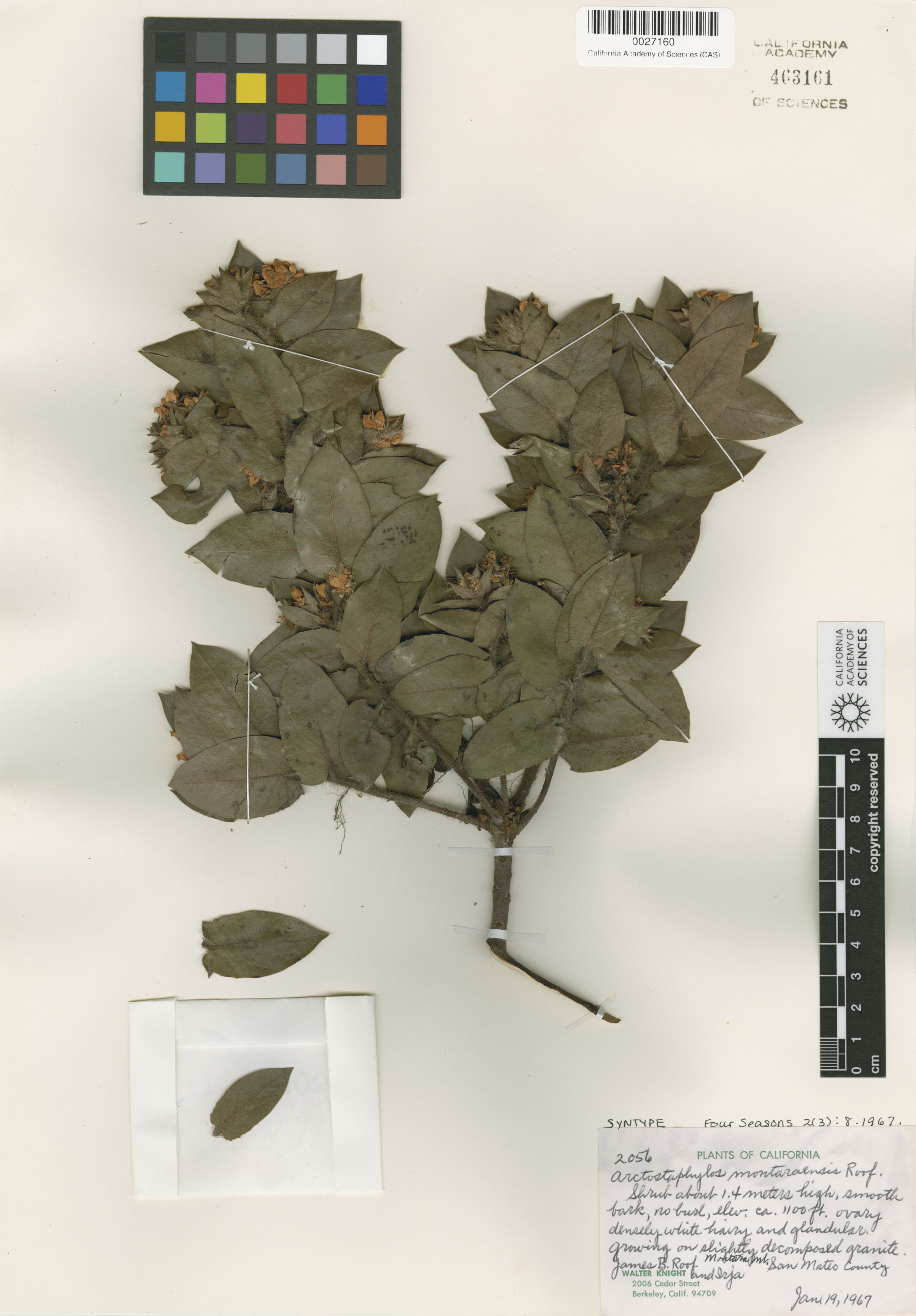 Arctostaphylos montaraensis image