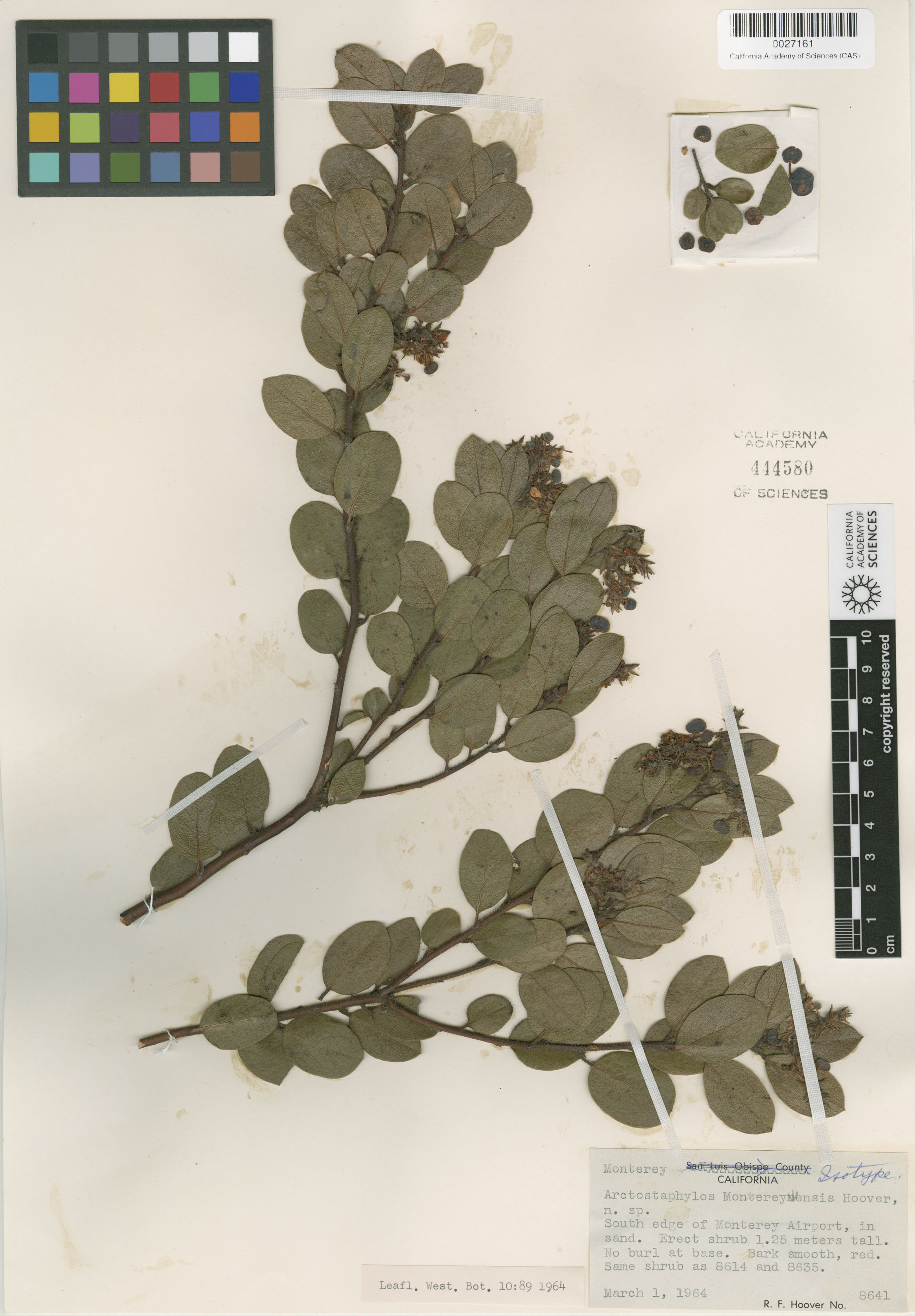 Arctostaphylos montereyensis image