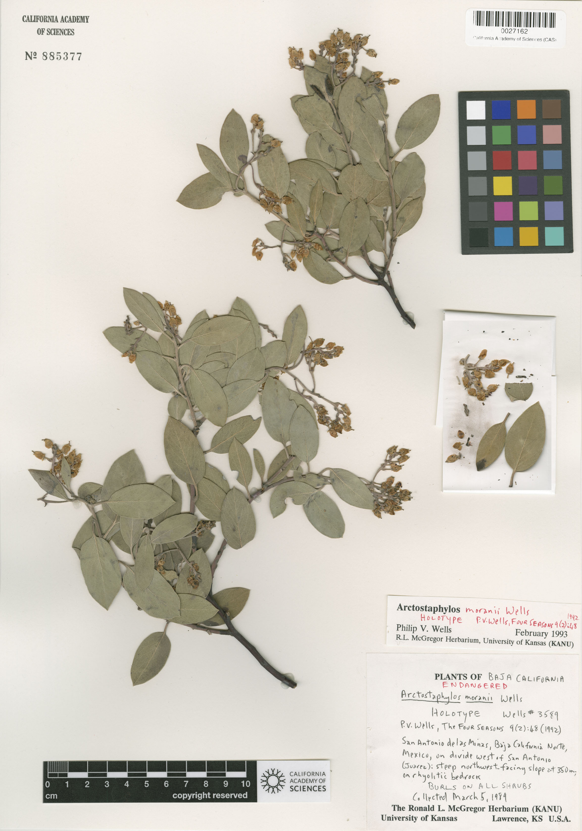 Arctostaphylos moranii image