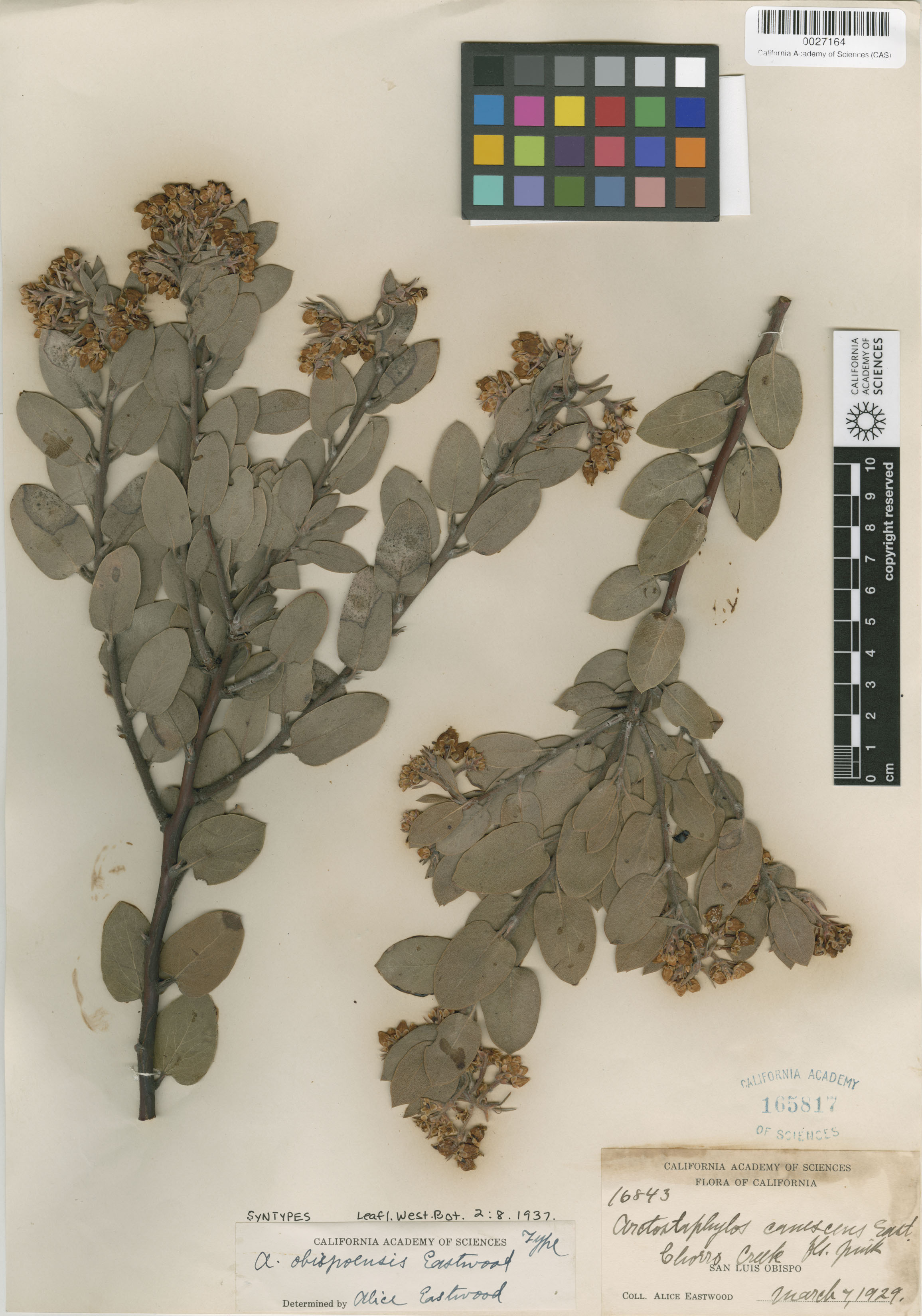 Arctostaphylos obispoensis image