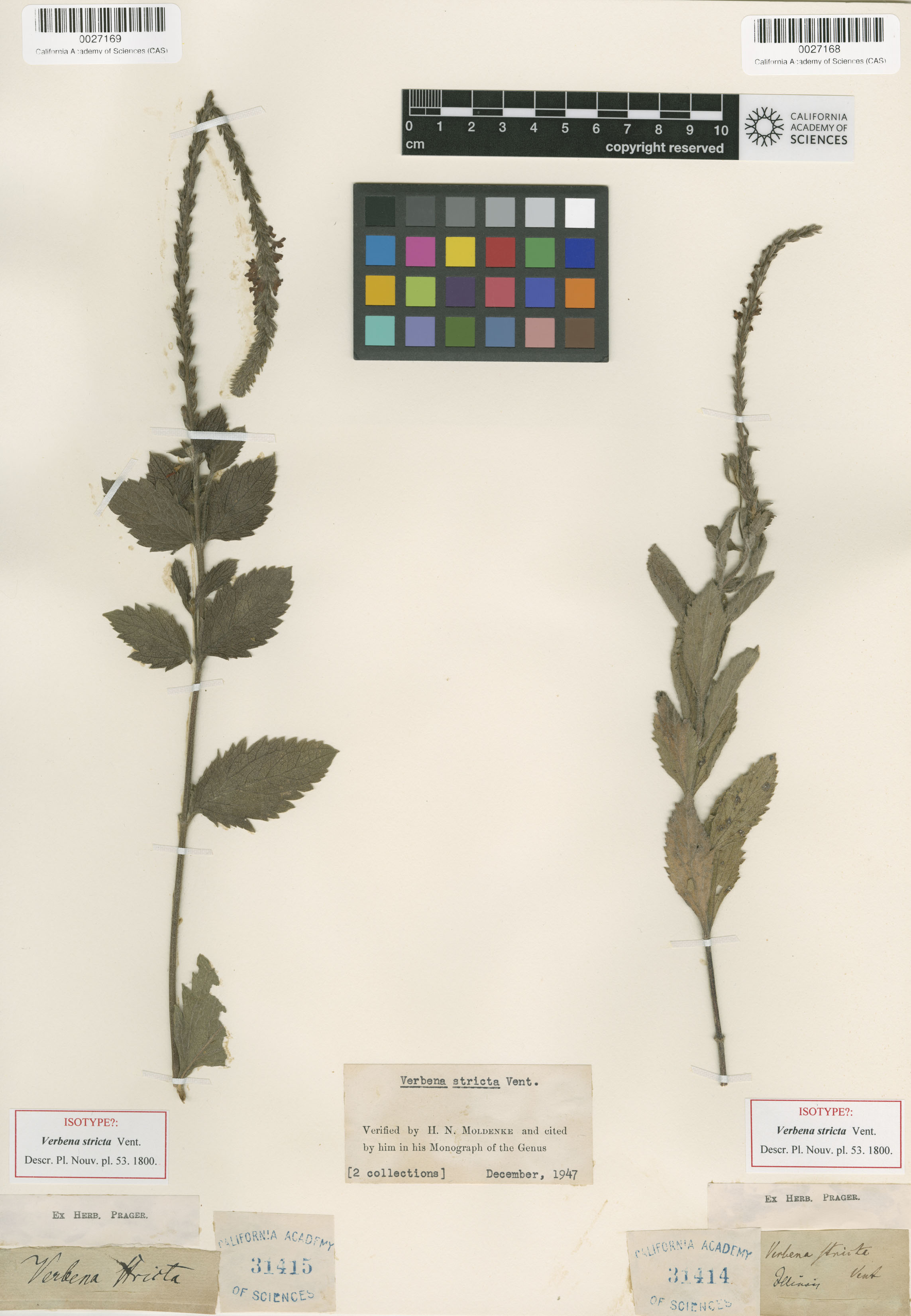 Verbena stricta image