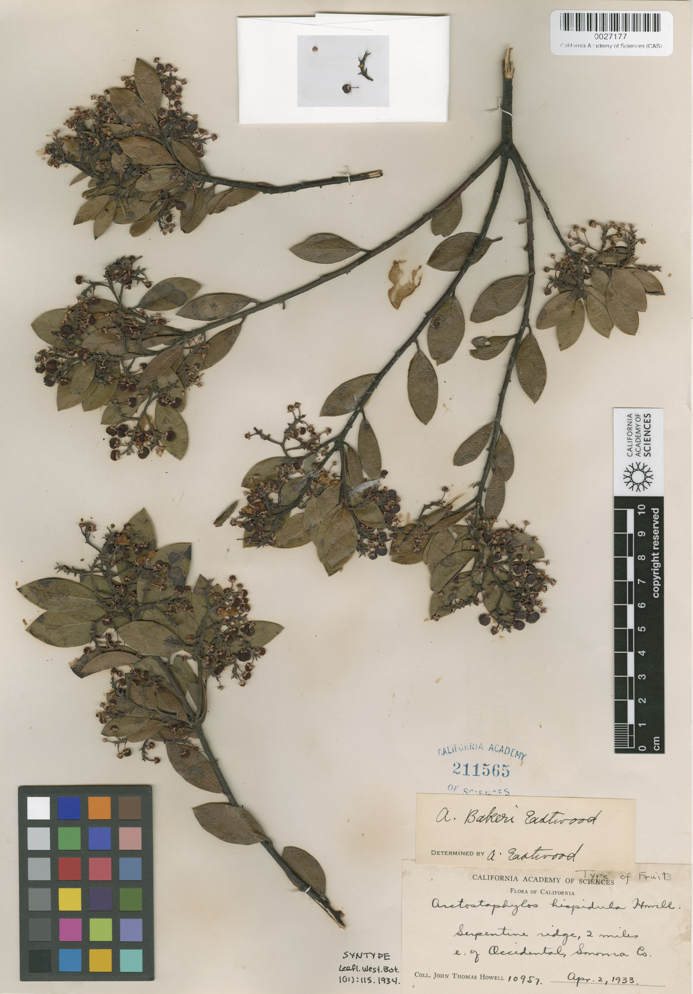 Arctostaphylos bakeri image
