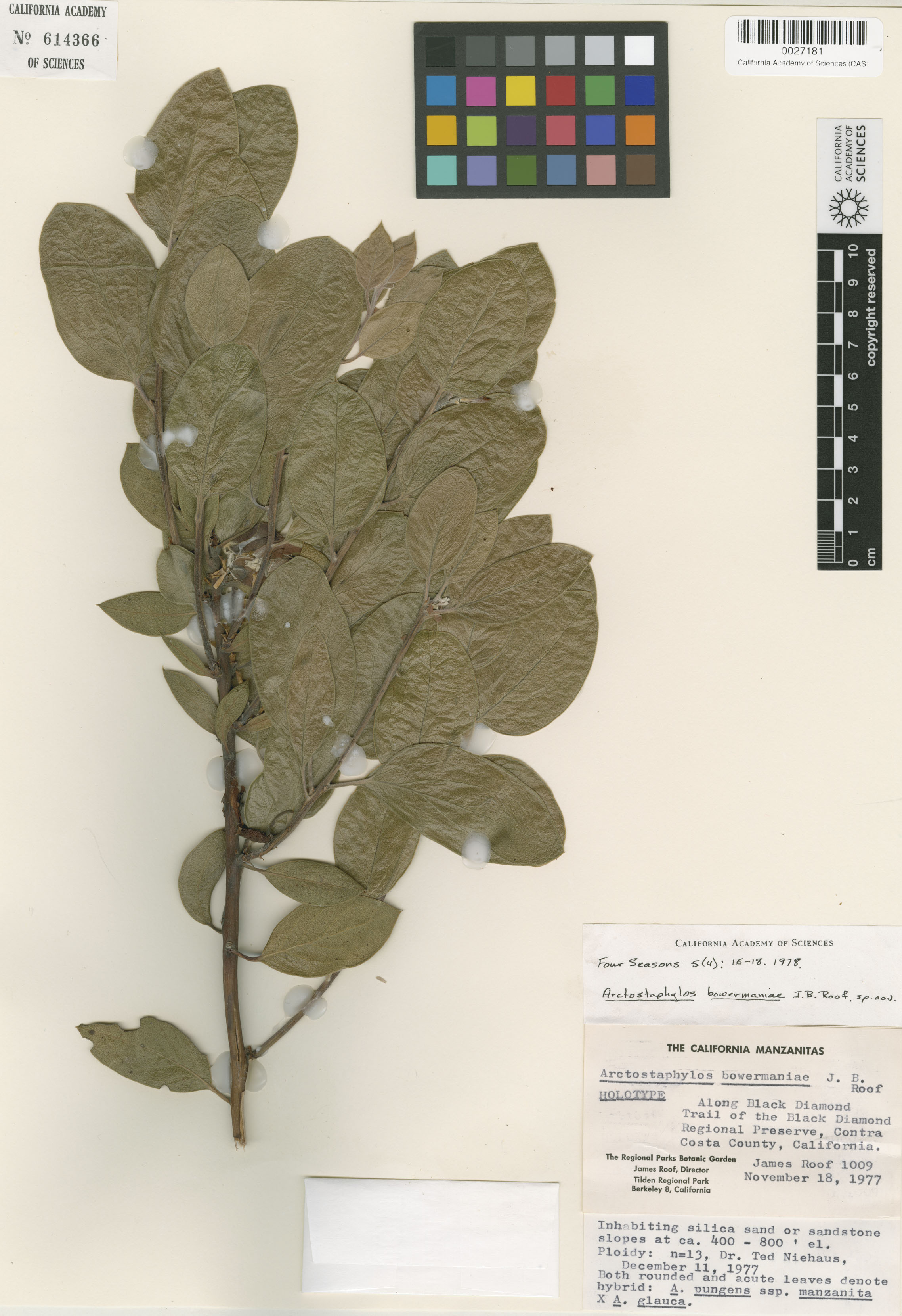 Arctostaphylos manzanita image