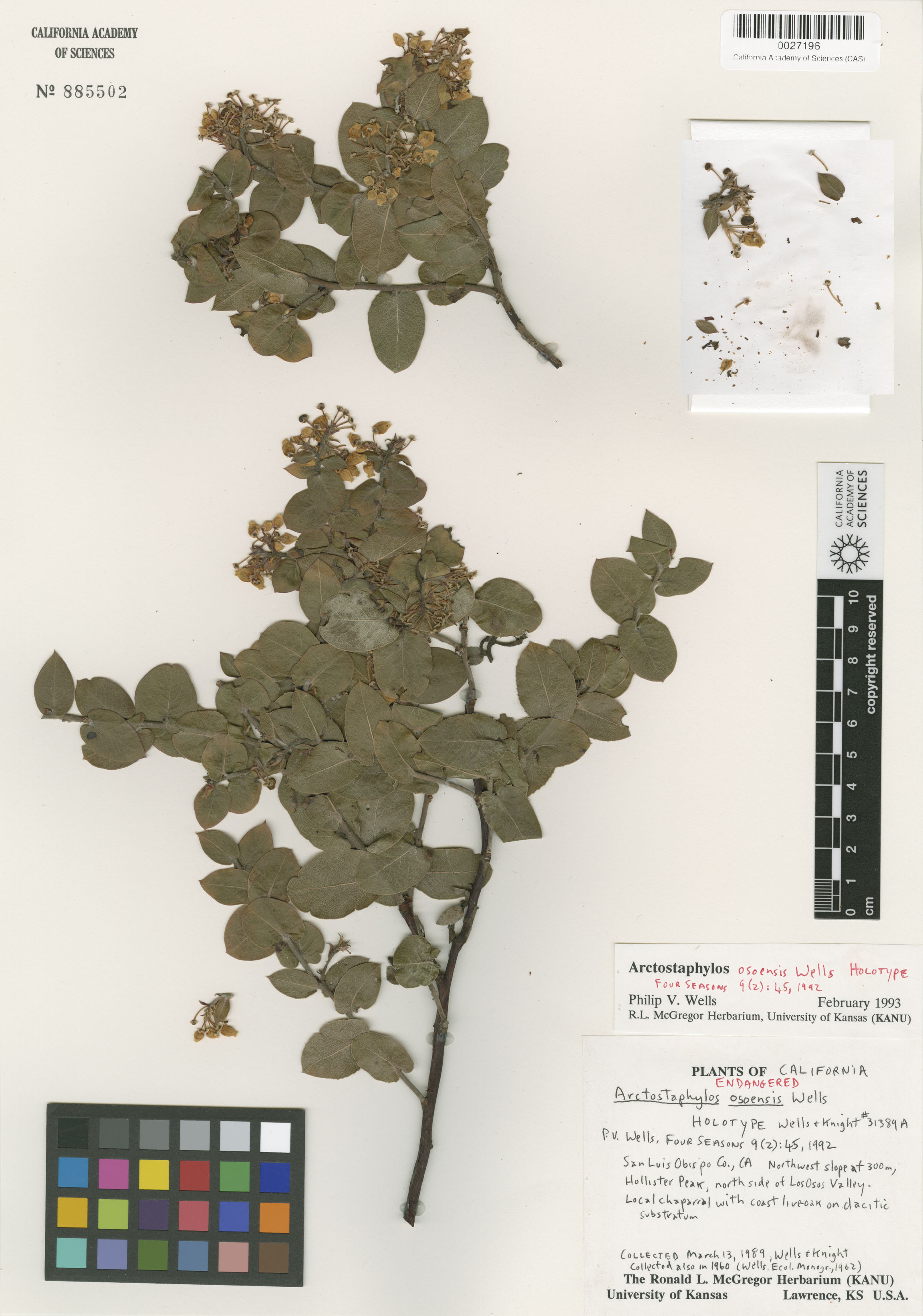 Arctostaphylos image