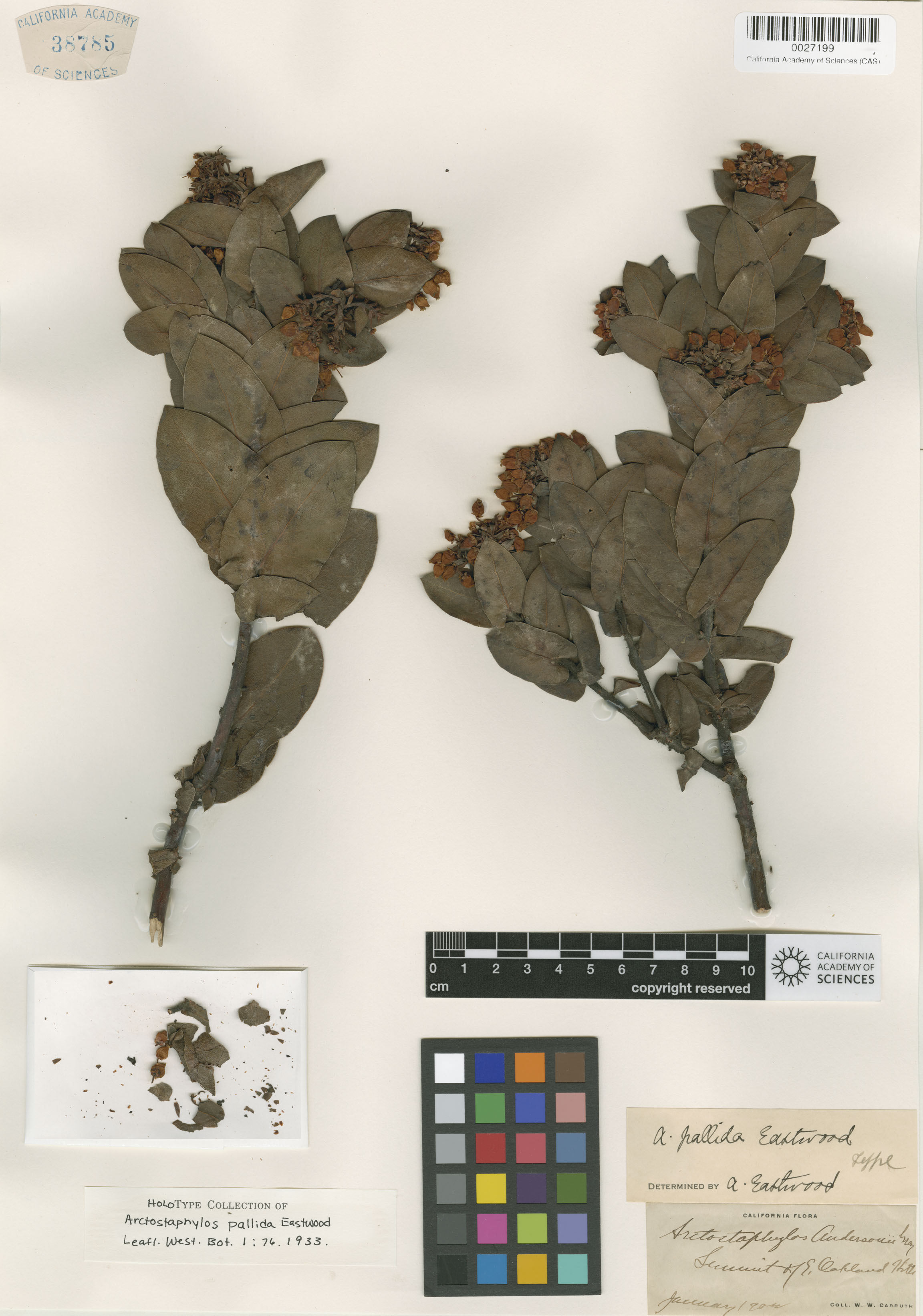 Arctostaphylos pallida image