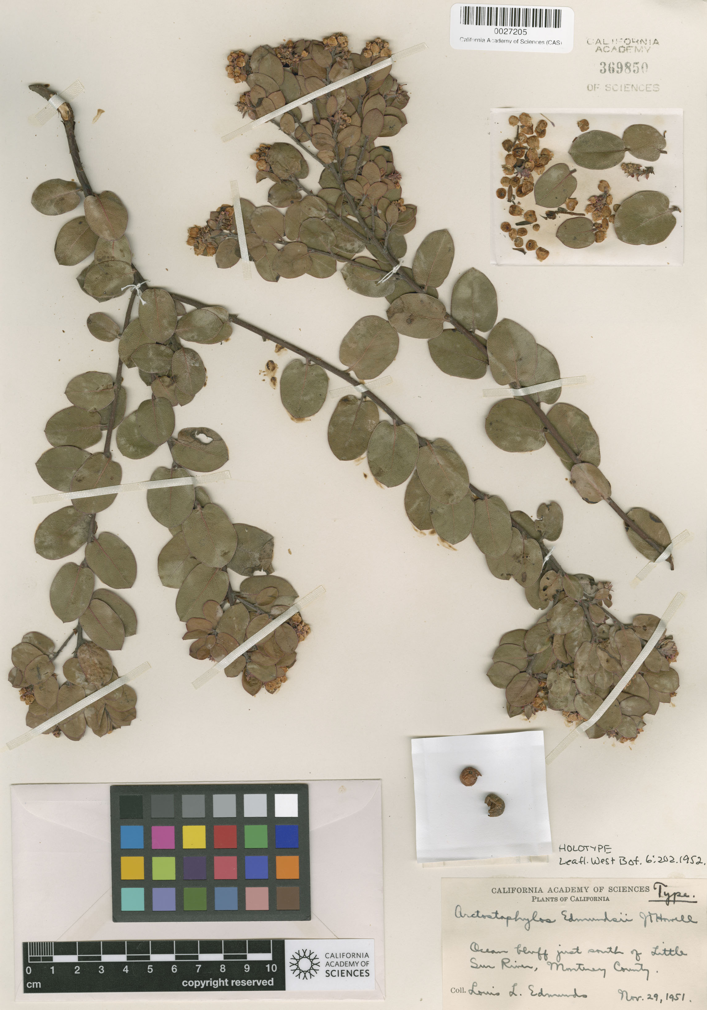 Arctostaphylos edmundsii image