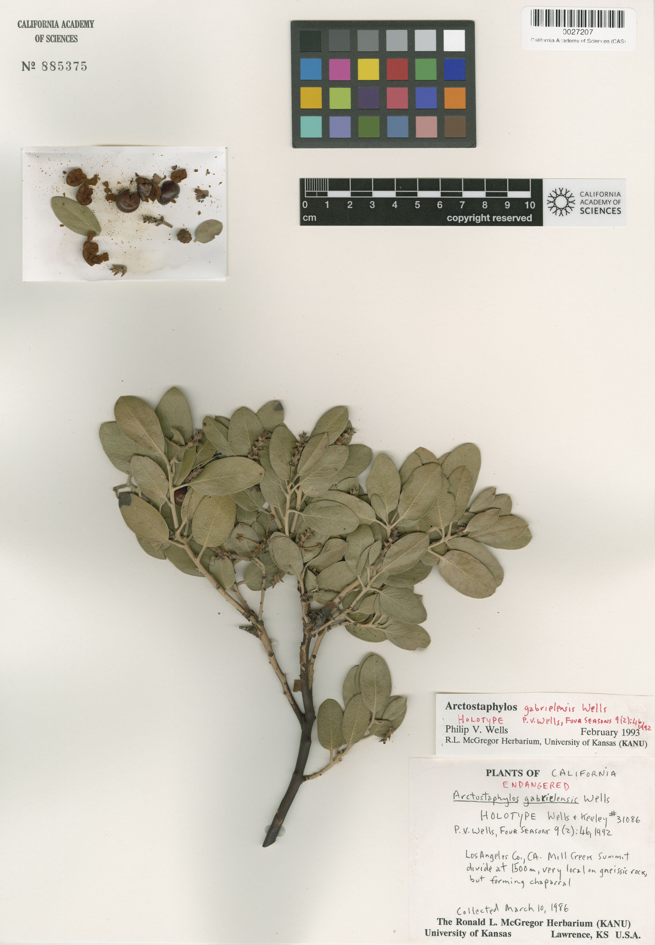 Arctostaphylos glandulosa ssp. gabrielensis image