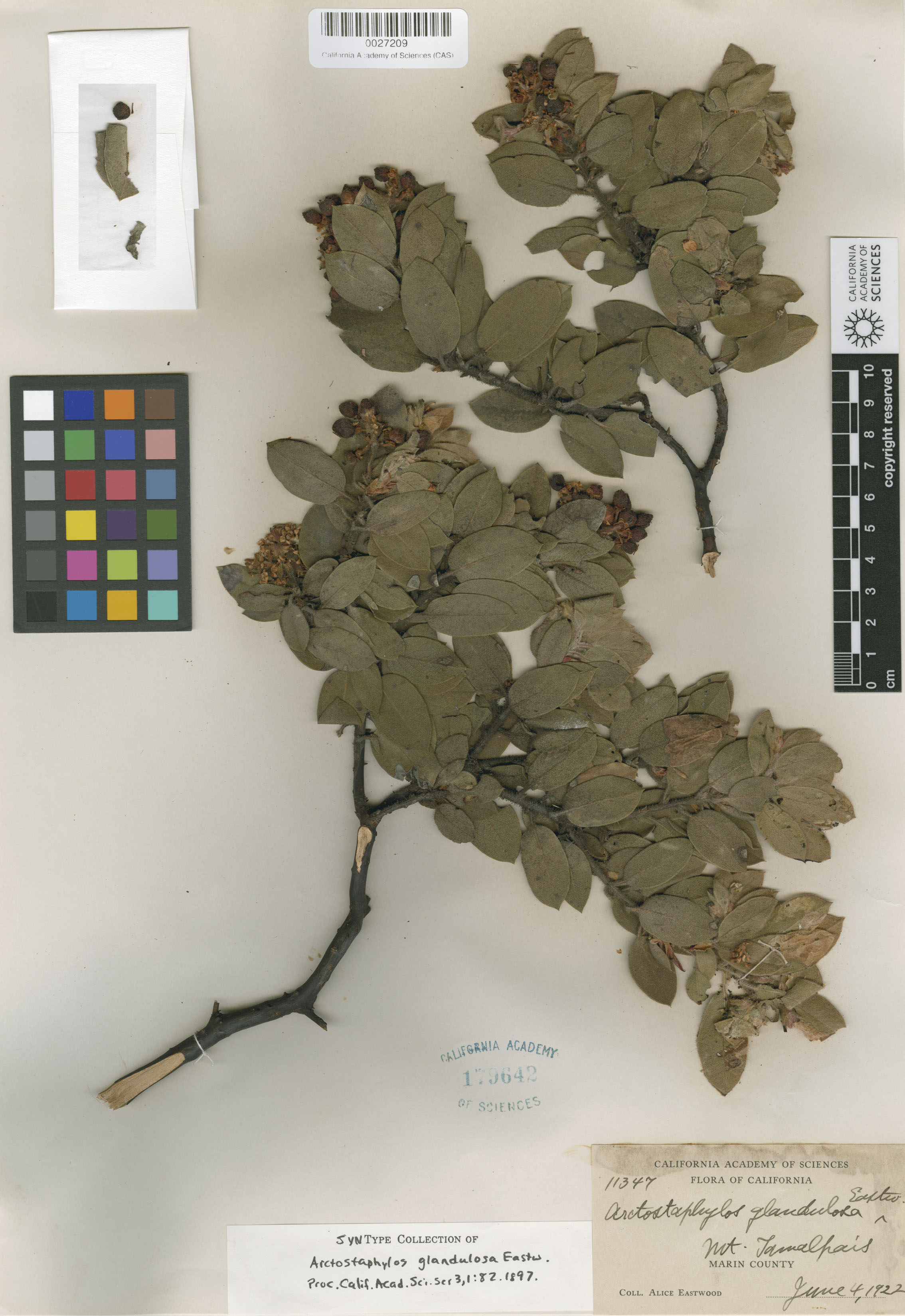 Arctostaphylos glandulosa image