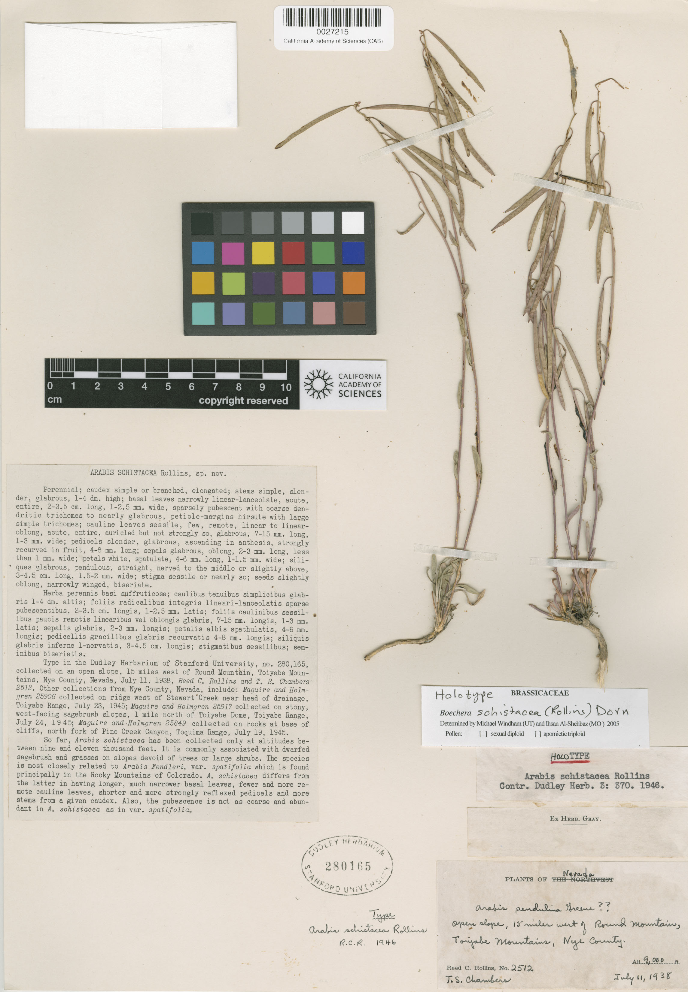 Boechera schistacea image