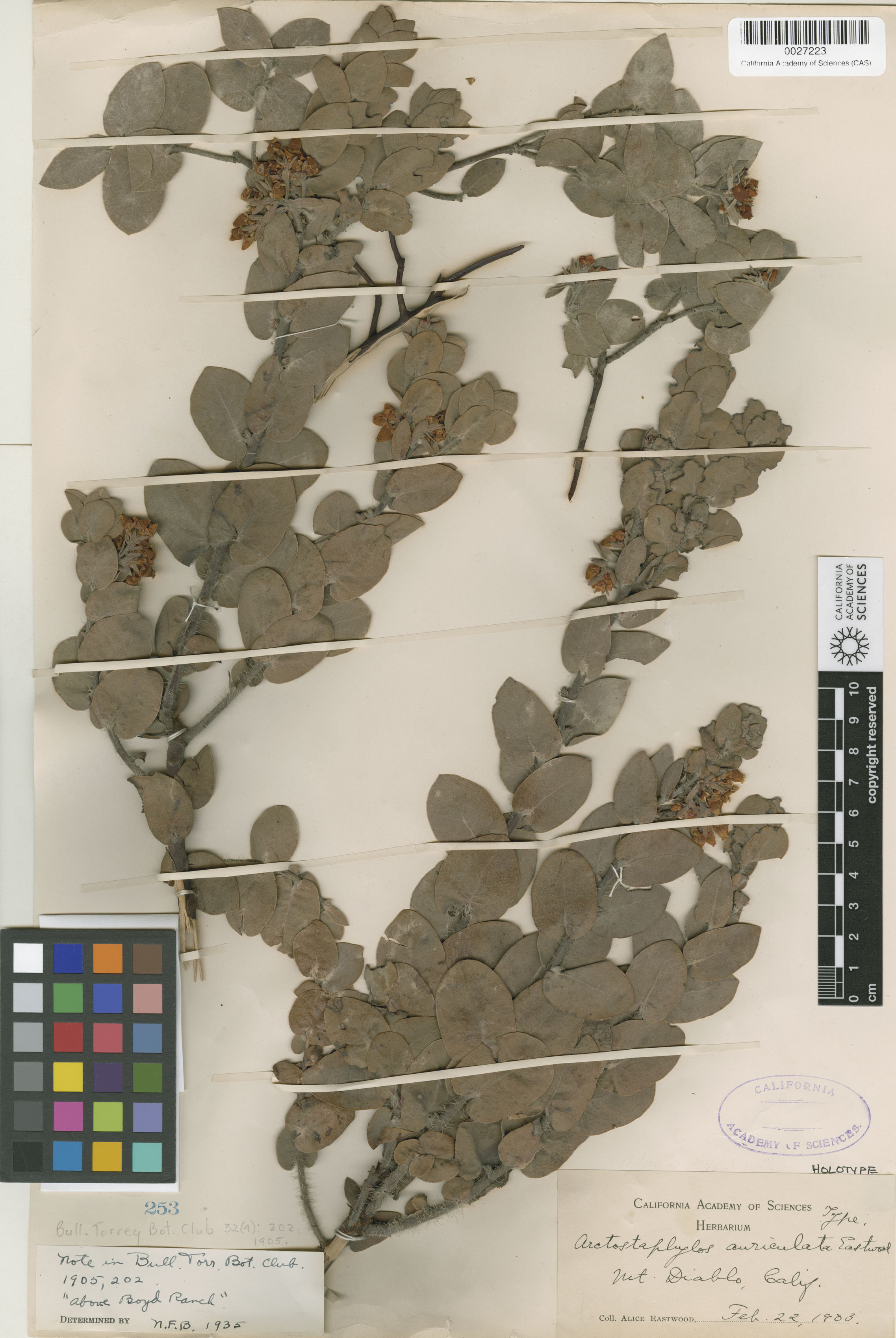 Arctostaphylos auriculata image