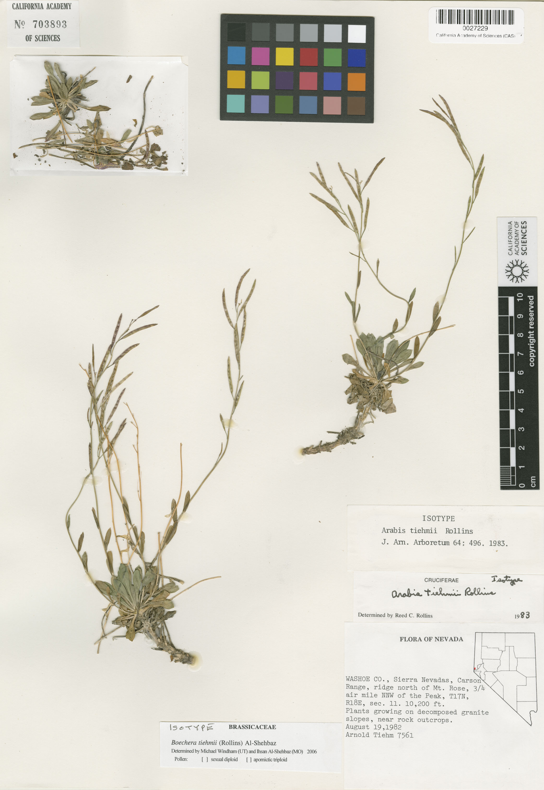 Boechera tiehmii image