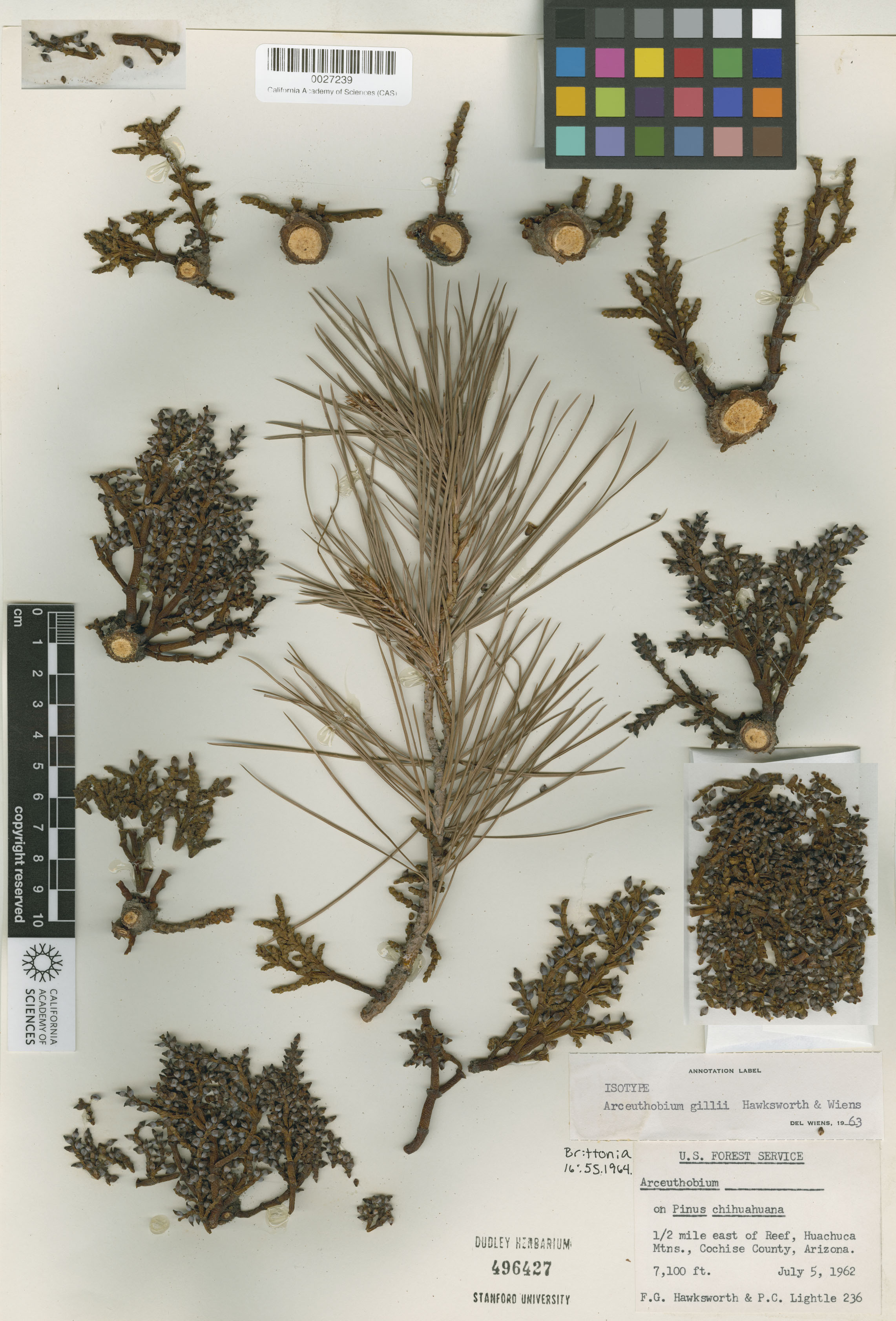 Arceuthobium gillii image