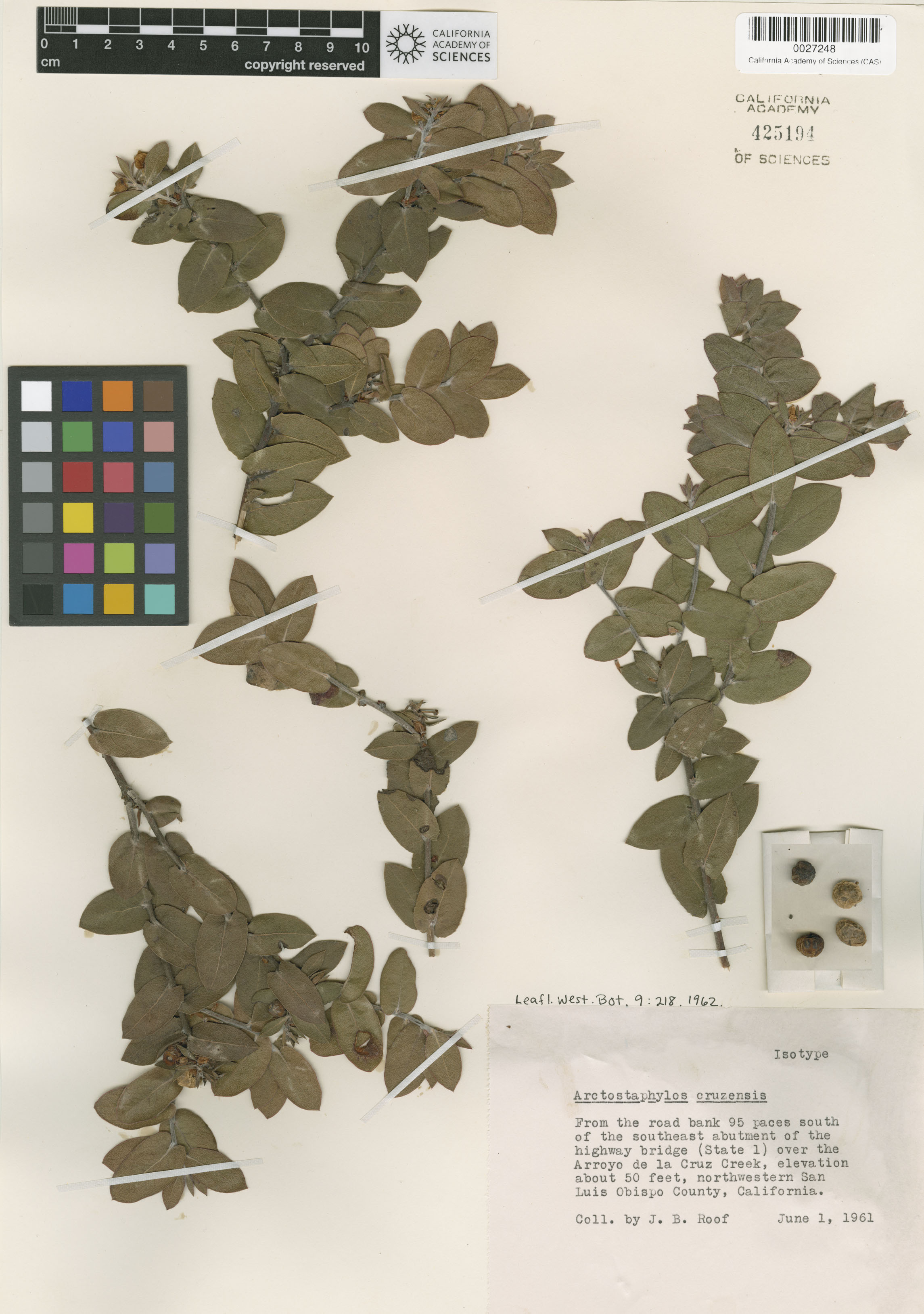 Arctostaphylos cruzensis image