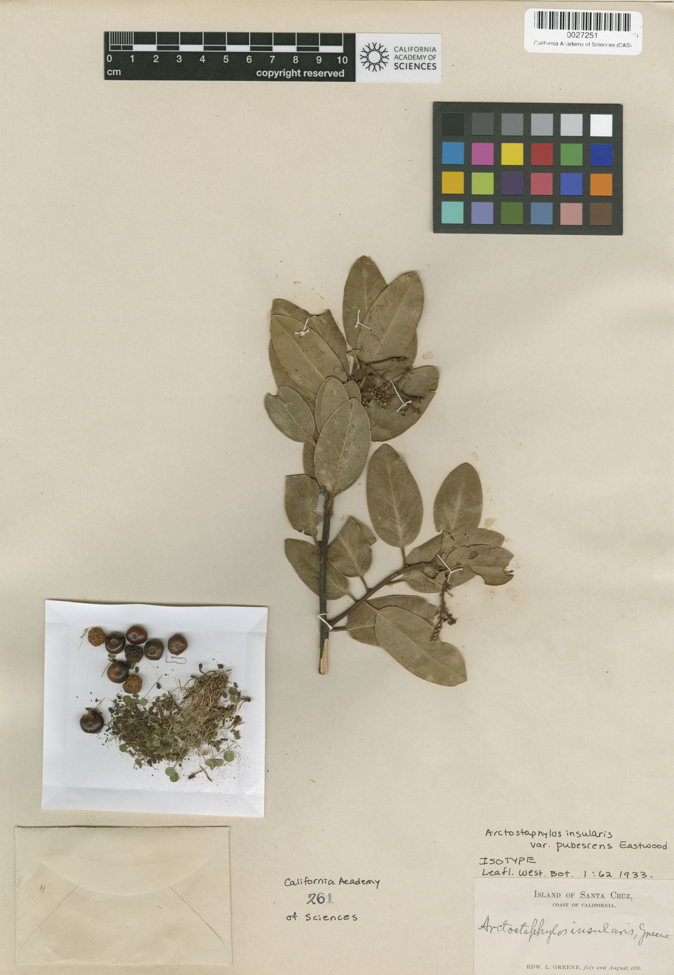 Arctostaphylos insularis image