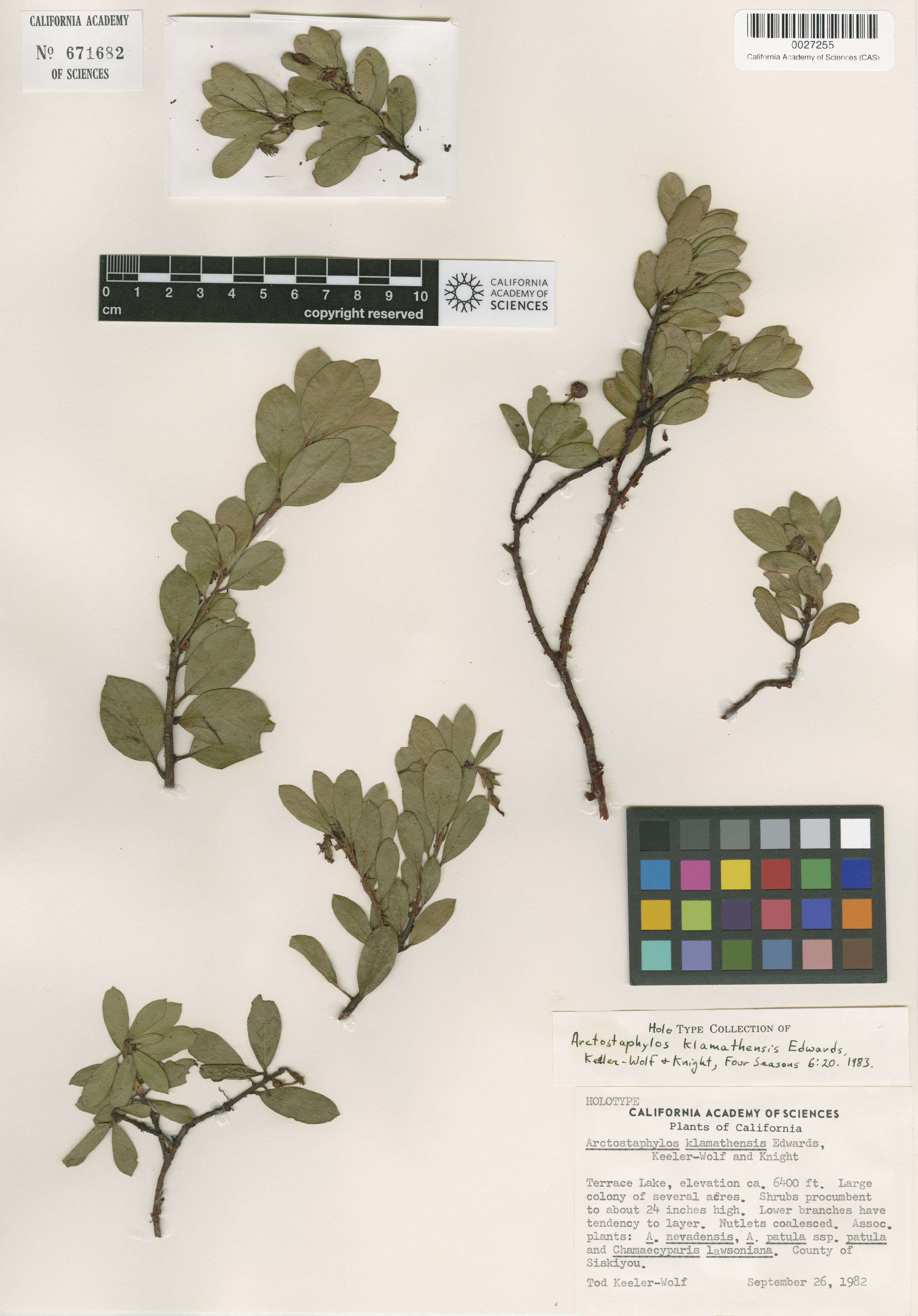 Arctostaphylos klamathensis image