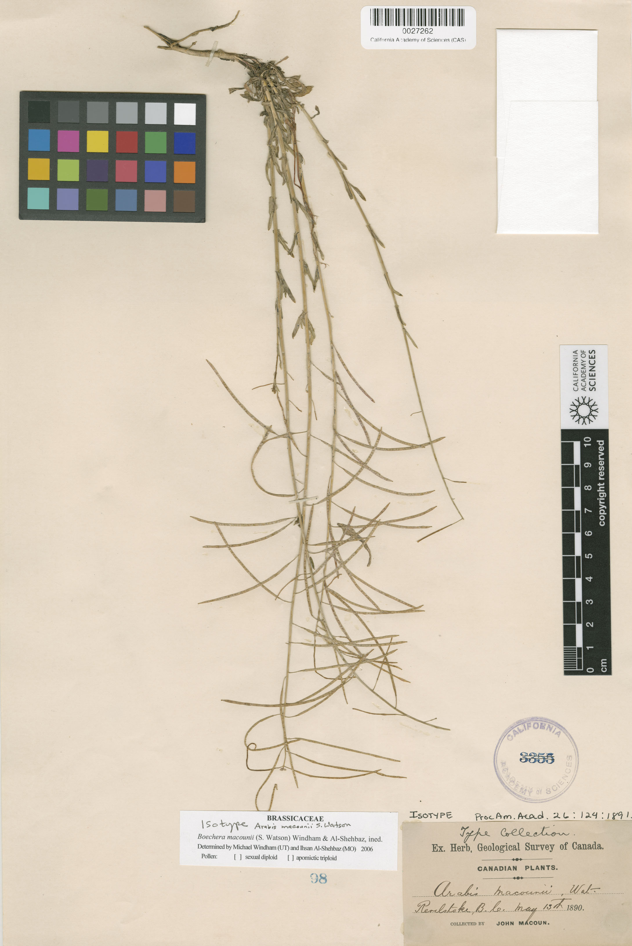 Boechera macounii image