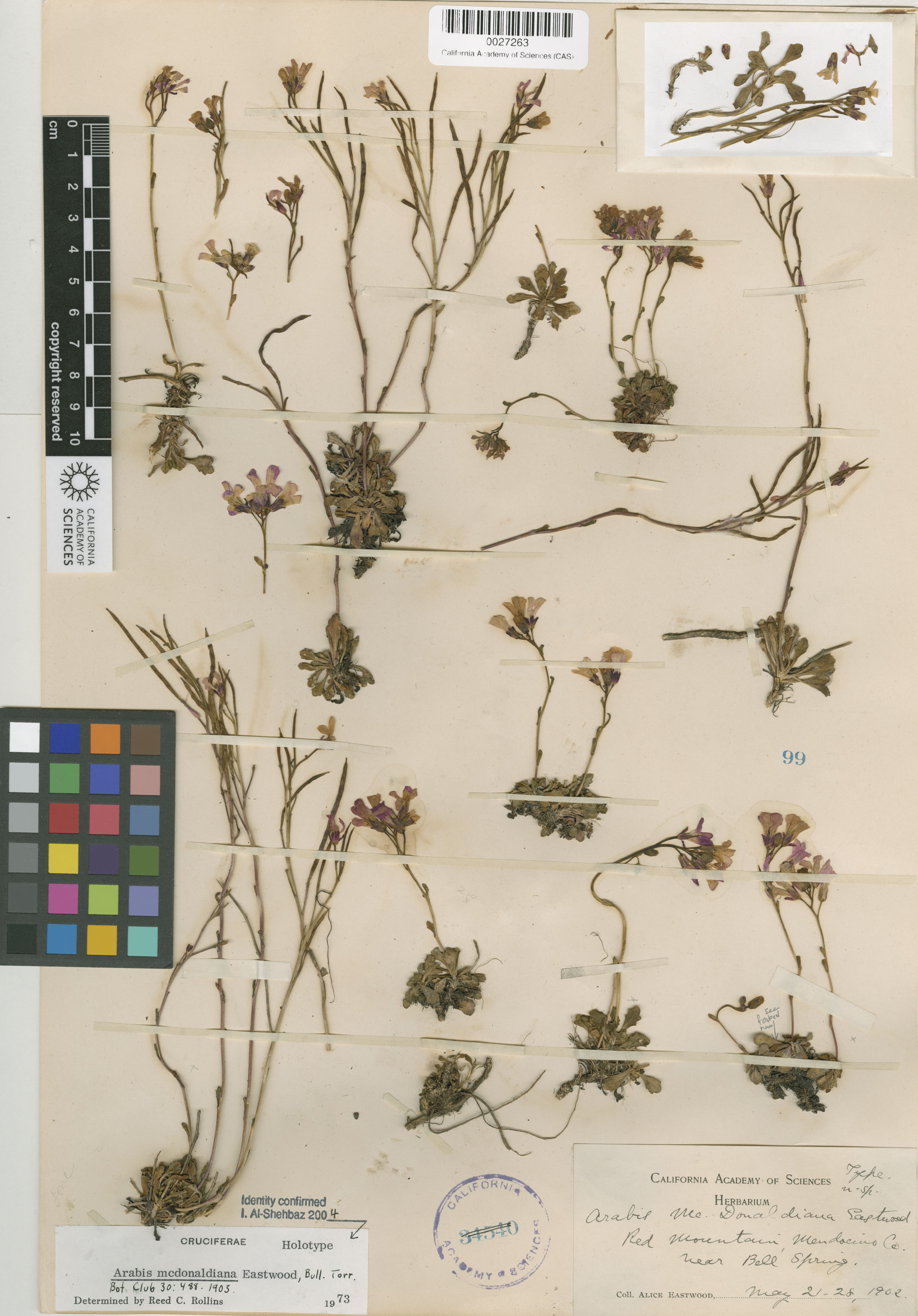 Arabis mcdonaldiana image