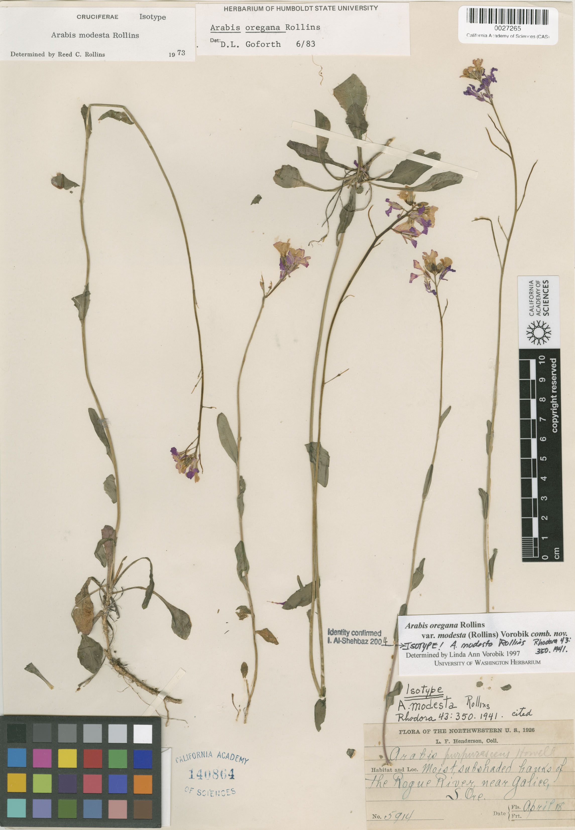 Arabis modesta image