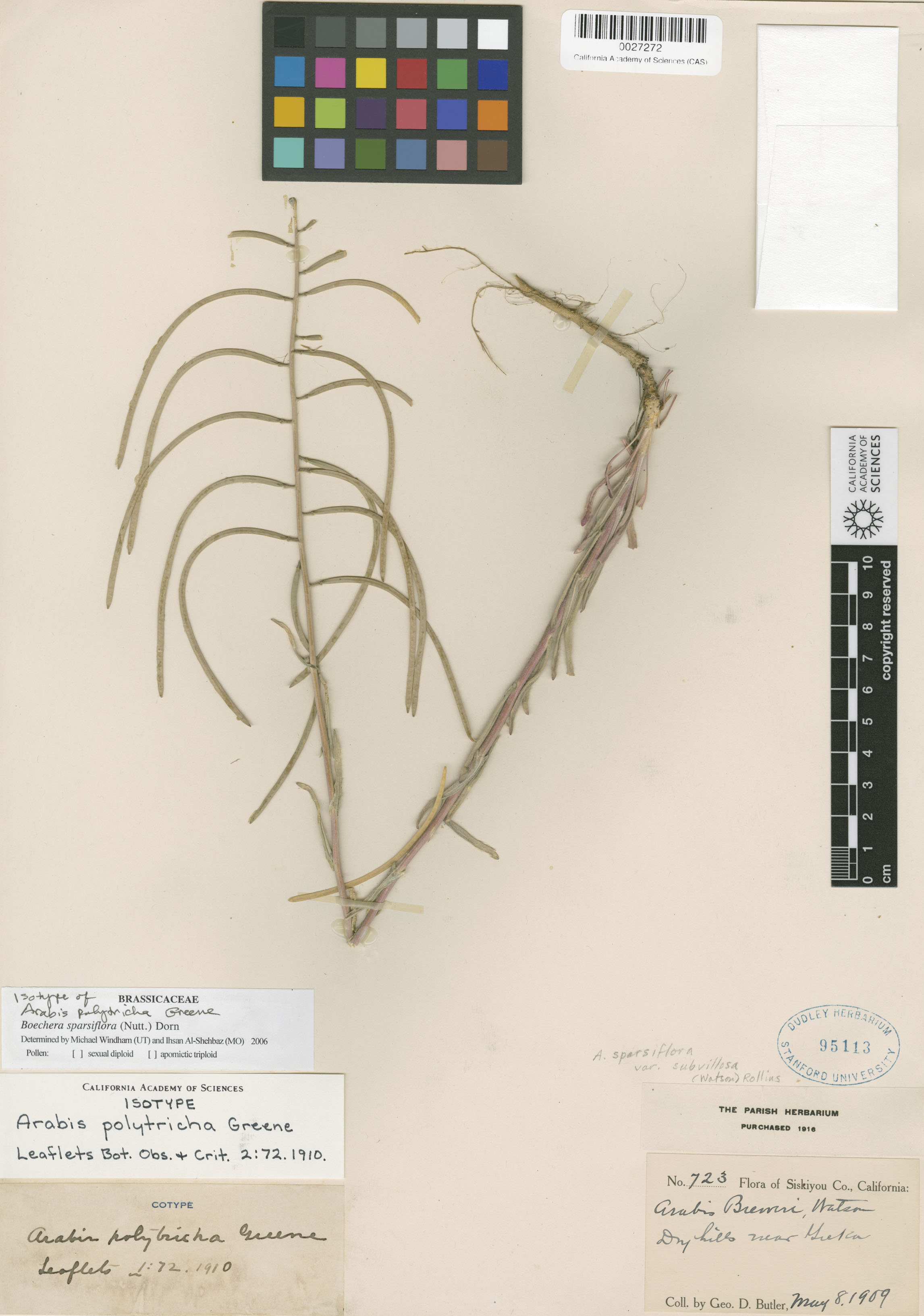 Boechera sparsiflora image