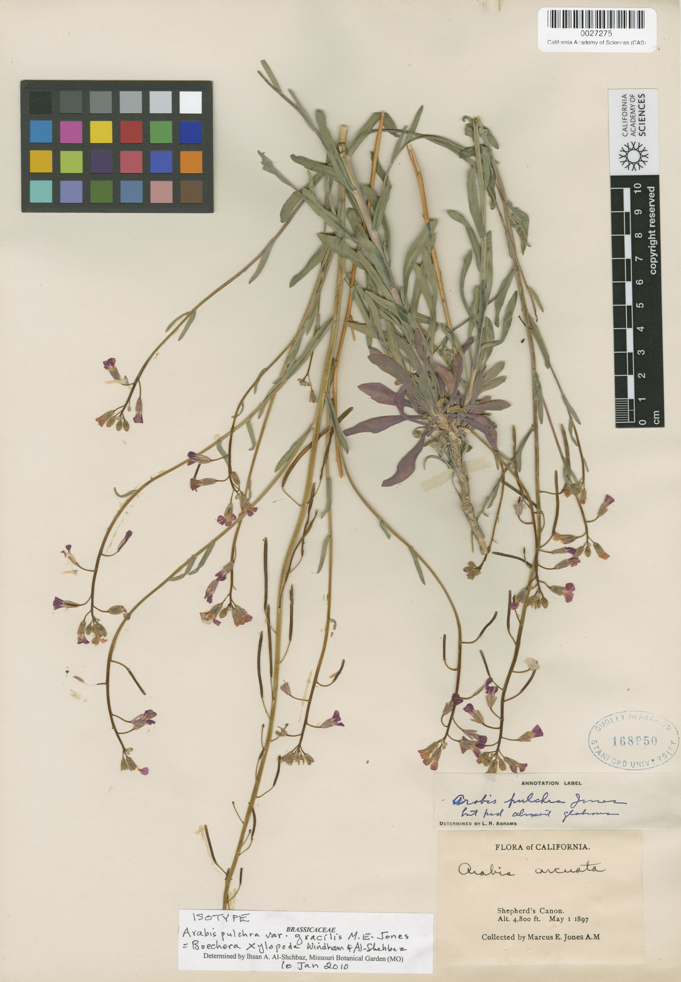 Boechera xylopoda image