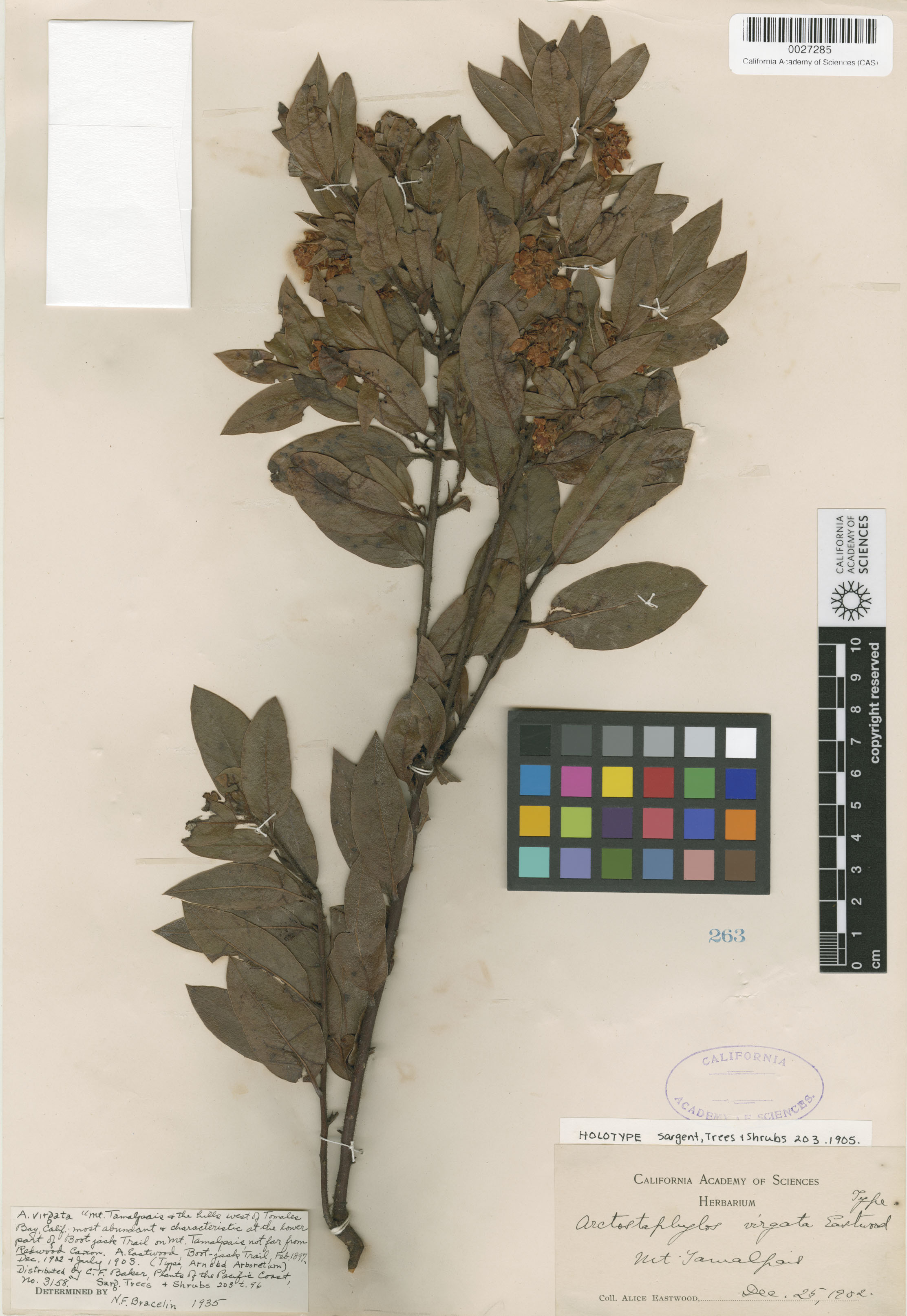 Arctostaphylos virgata image