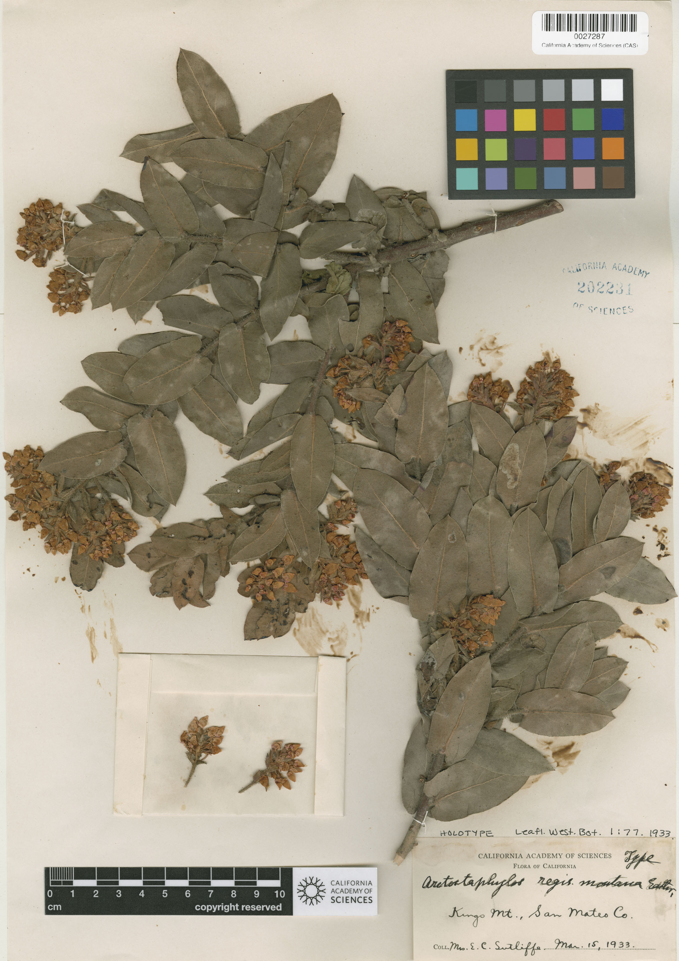 Arctostaphylos regismontana image