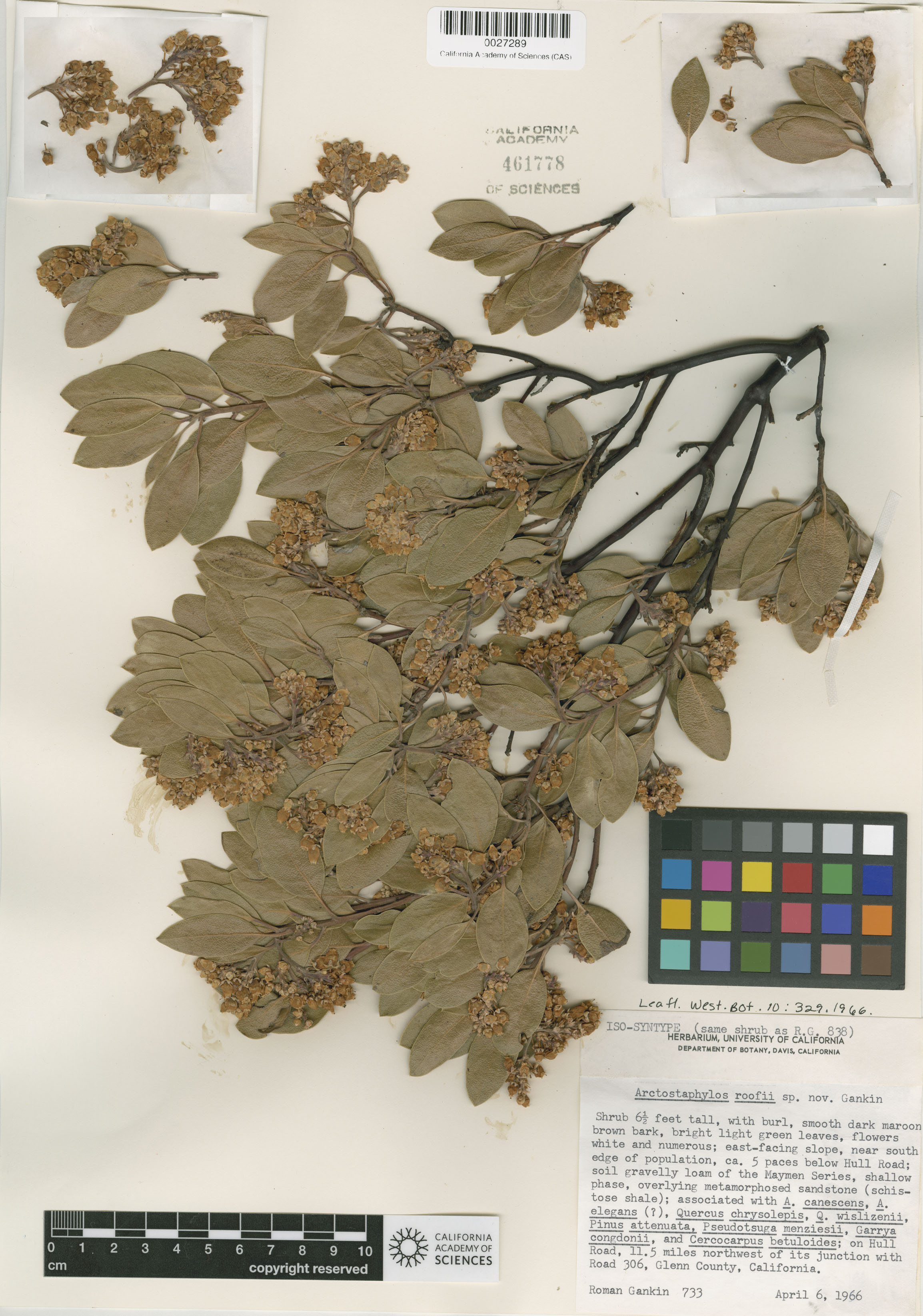 Arctostaphylos manzanita image