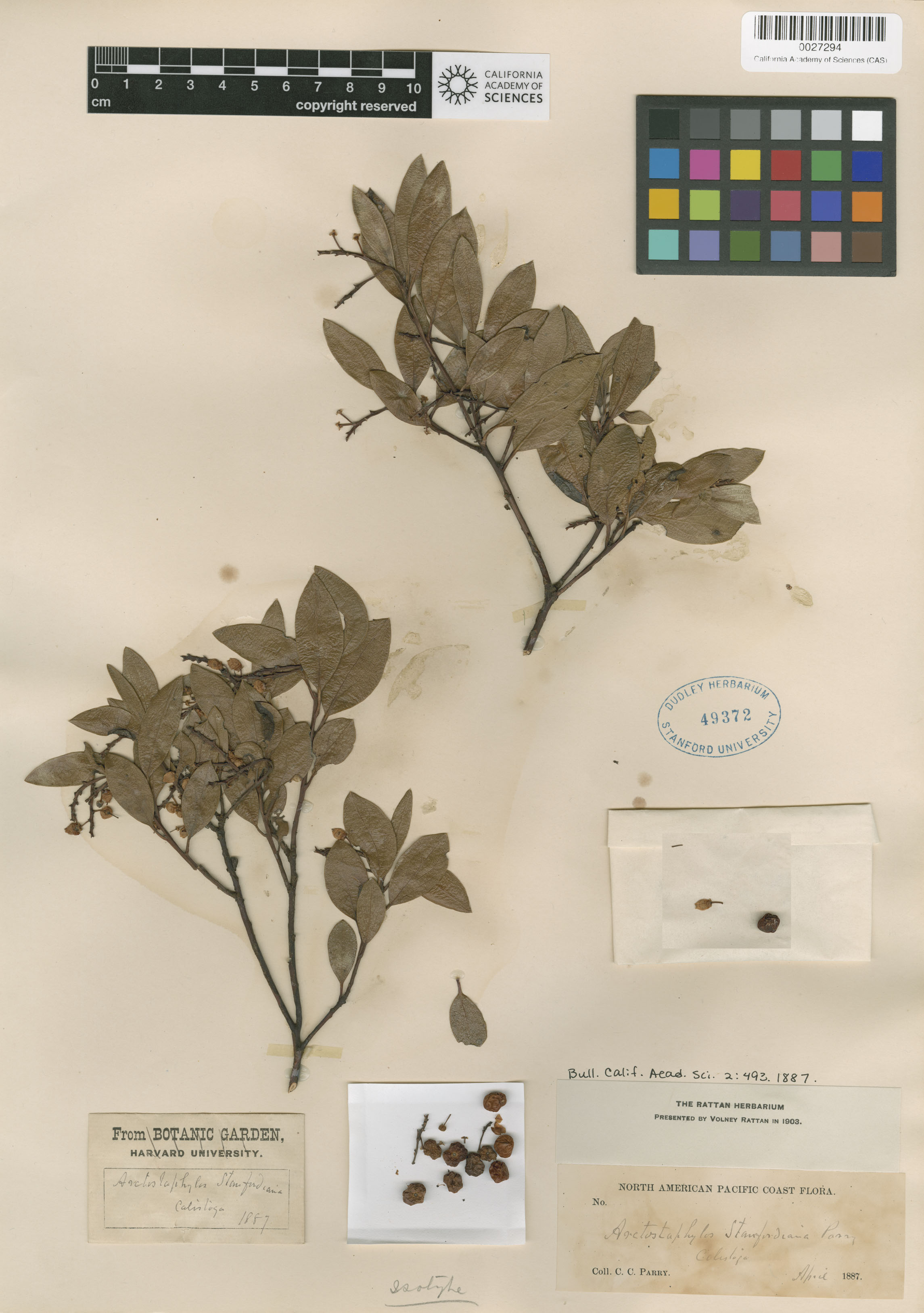 Arctostaphylos stanfordiana image