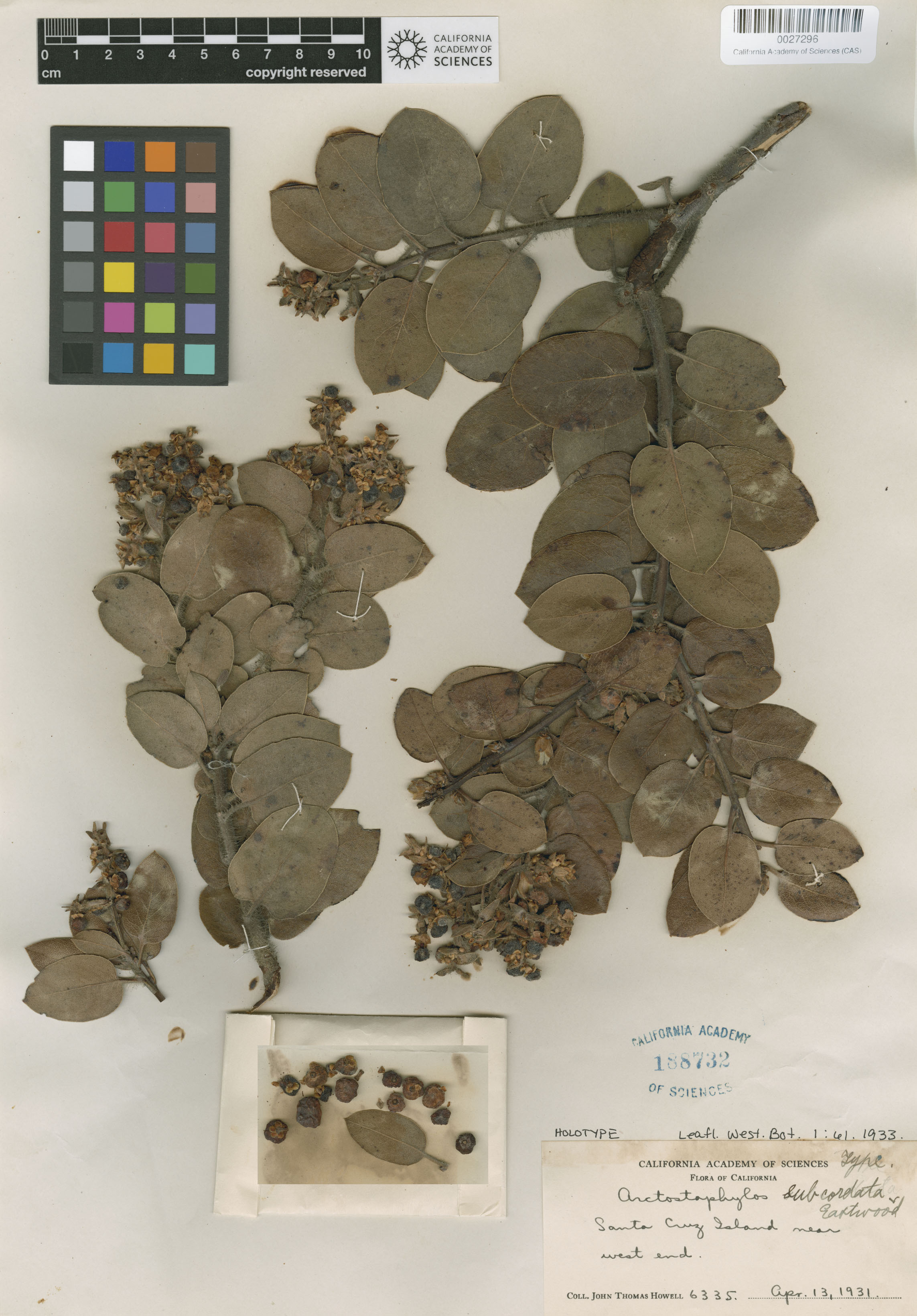 Arctostaphylos crustacea ssp. subcordata image