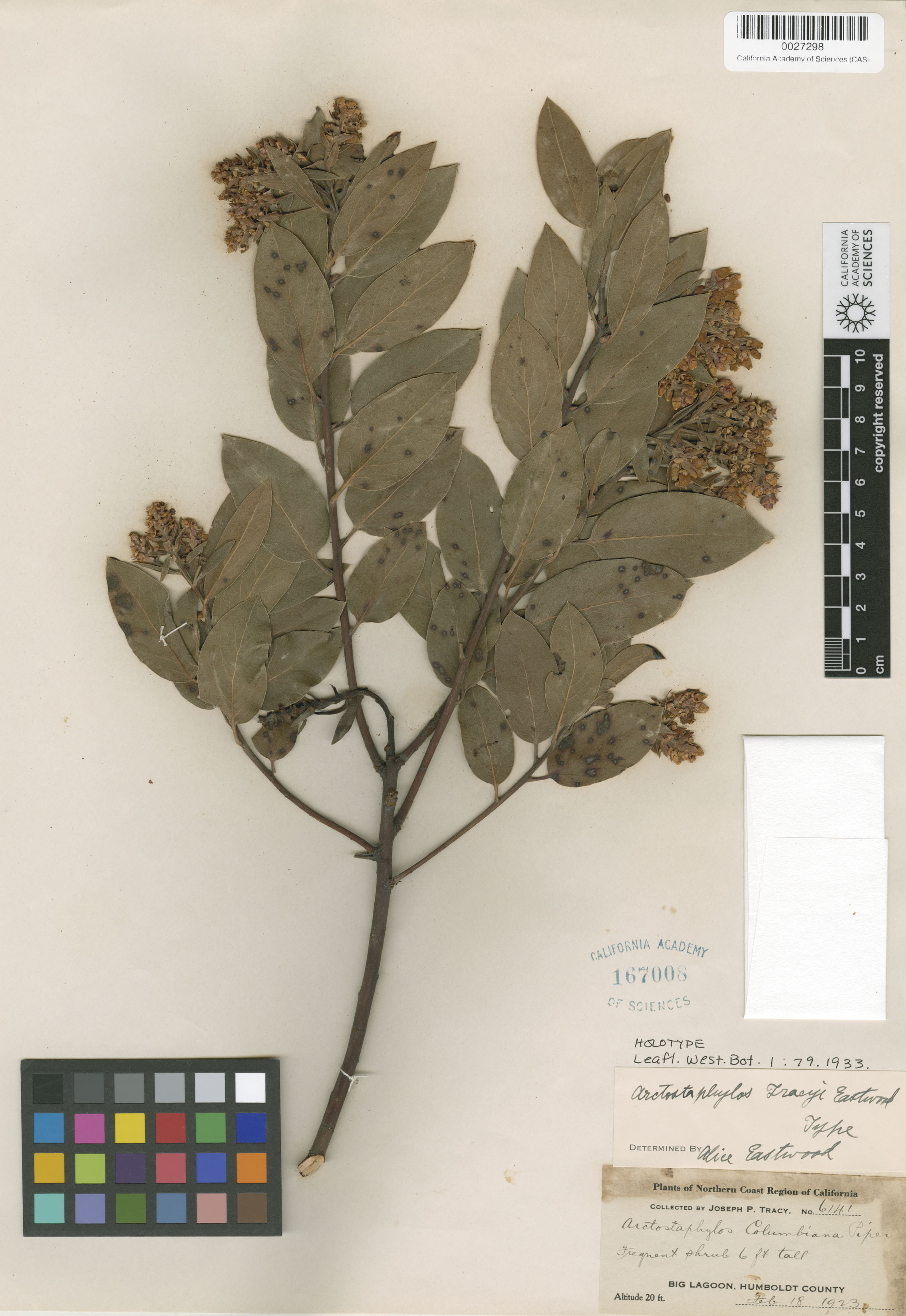 Arctostaphylos columbiana image