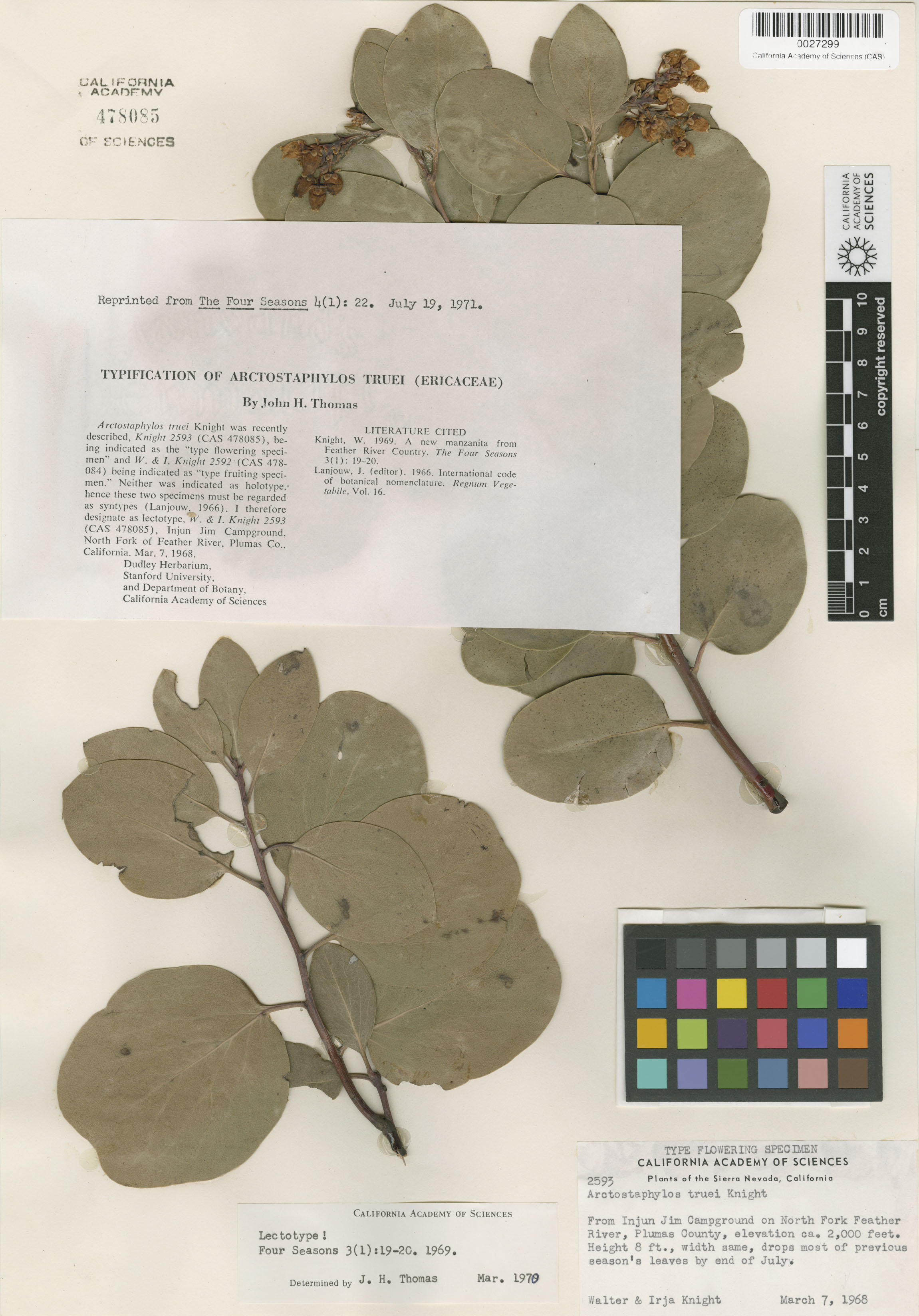 Arctostaphylos mewukka ssp. truei image