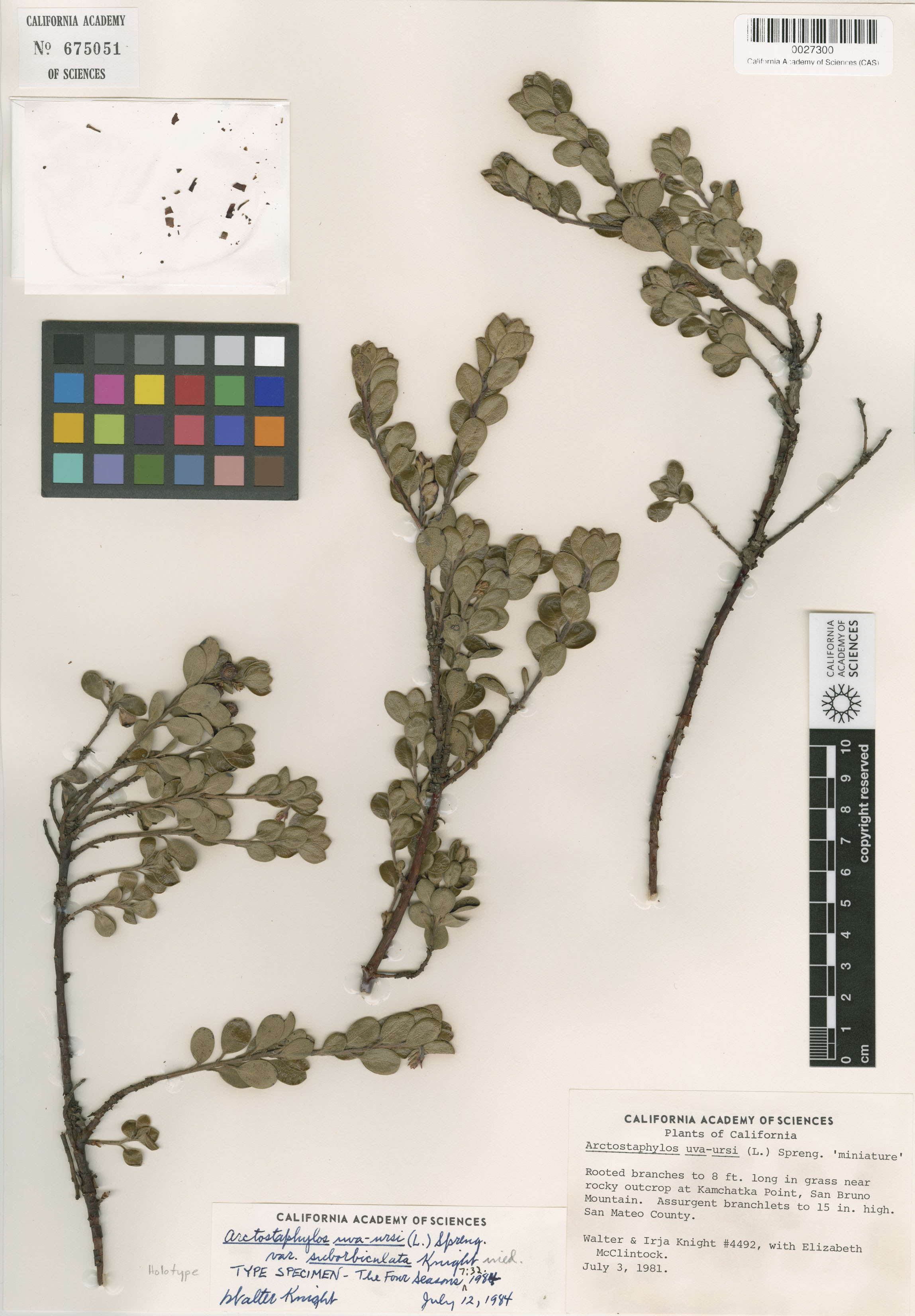 Arctostaphylos uva-ursi image