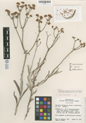 Eriogonum hylophilum image