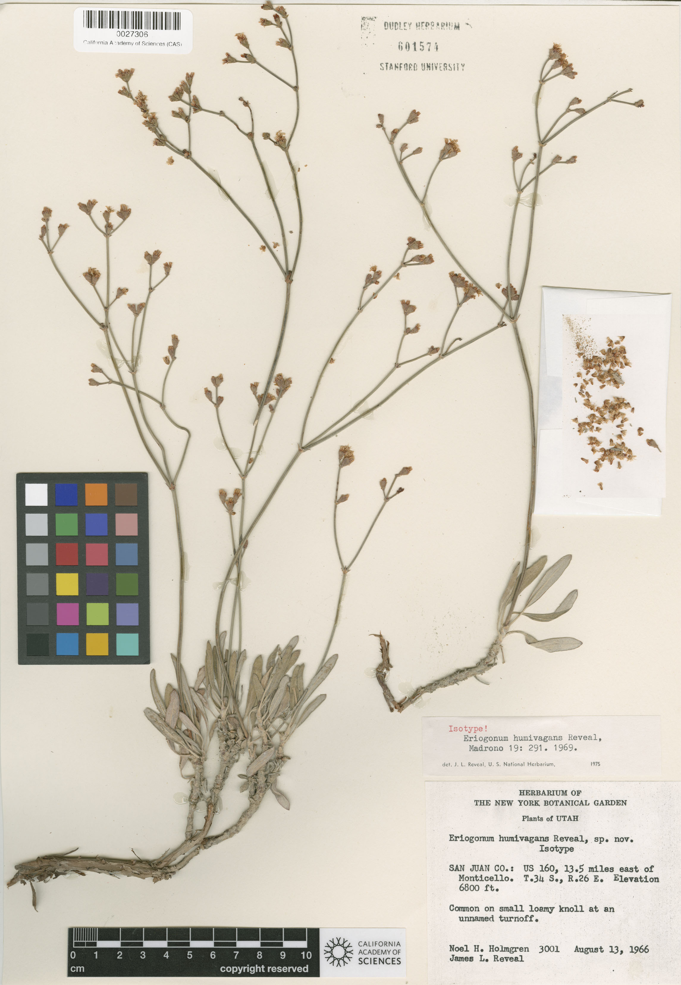 Eriogonum lonchophyllum image