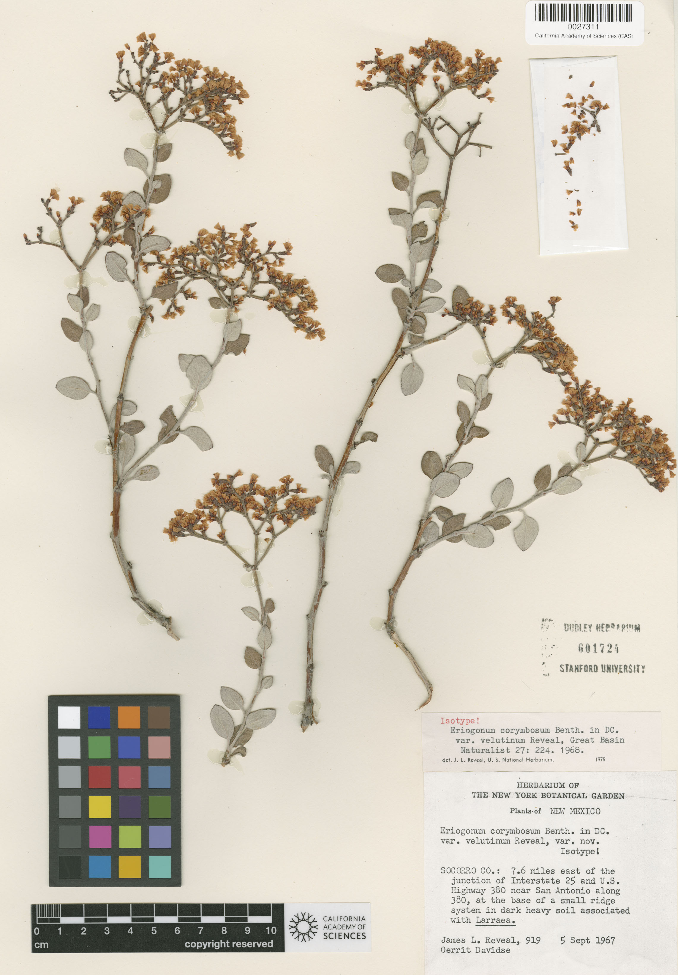Eriogonum corymbosum image