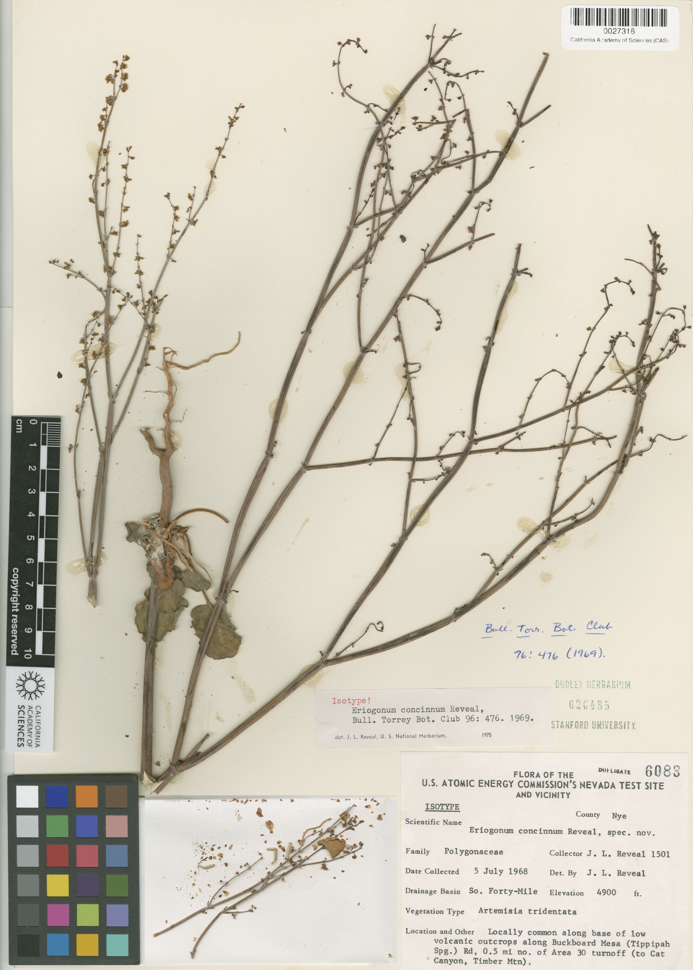 Eriogonum concinnum image