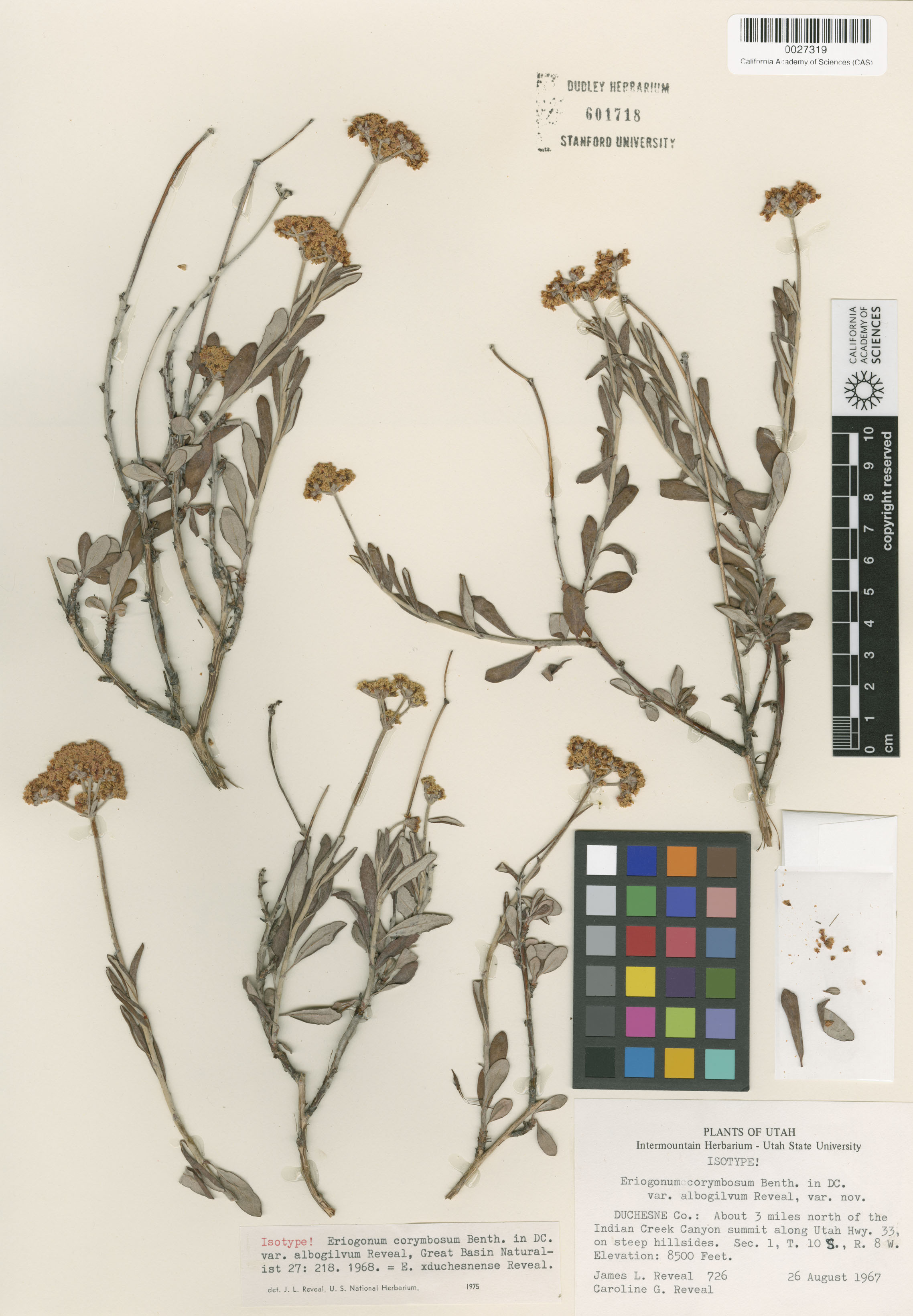 Eriogonum X duchesnense image