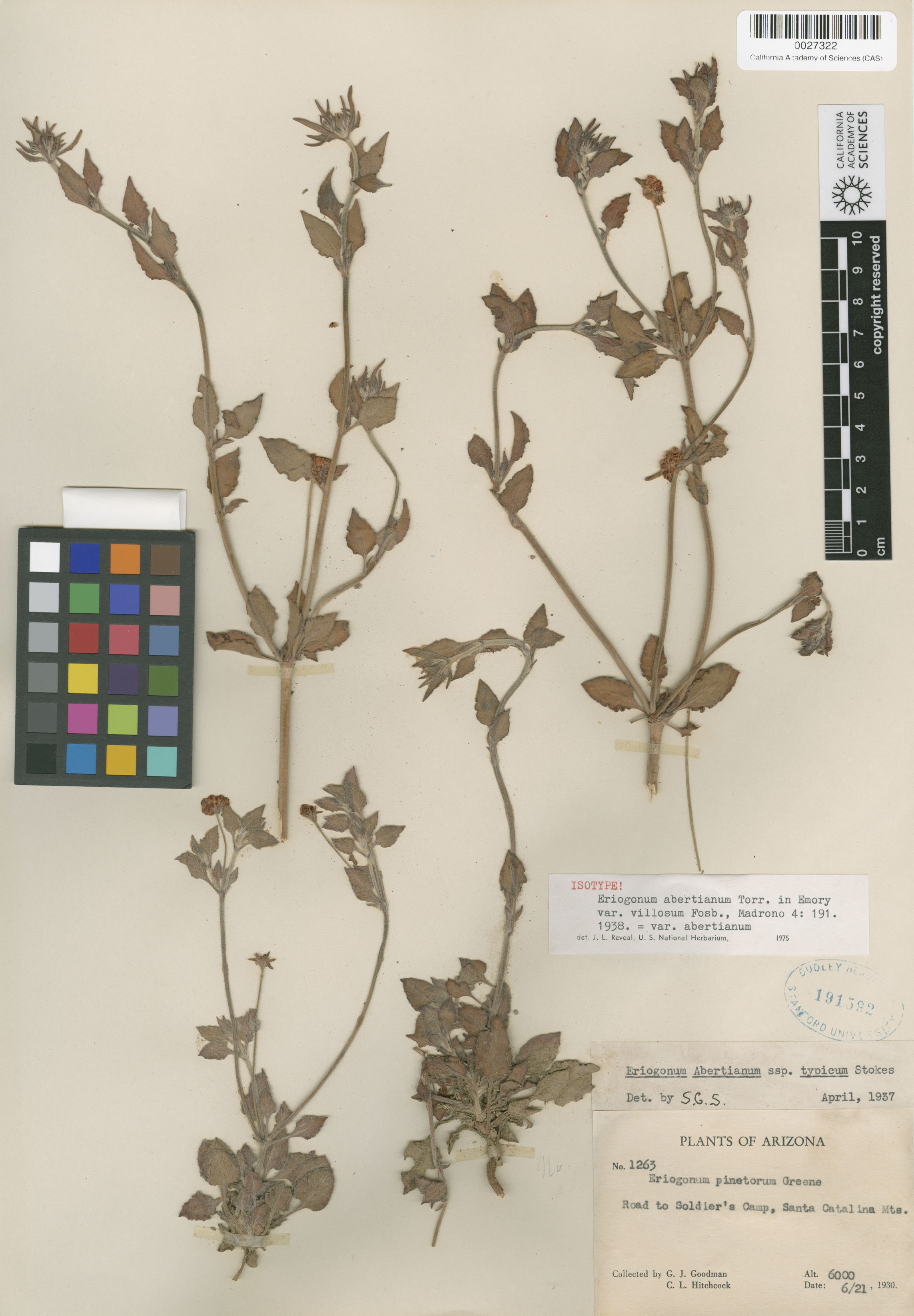 Eriogonum abertianum image