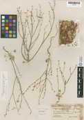 Eriogonum eastwoodianum image