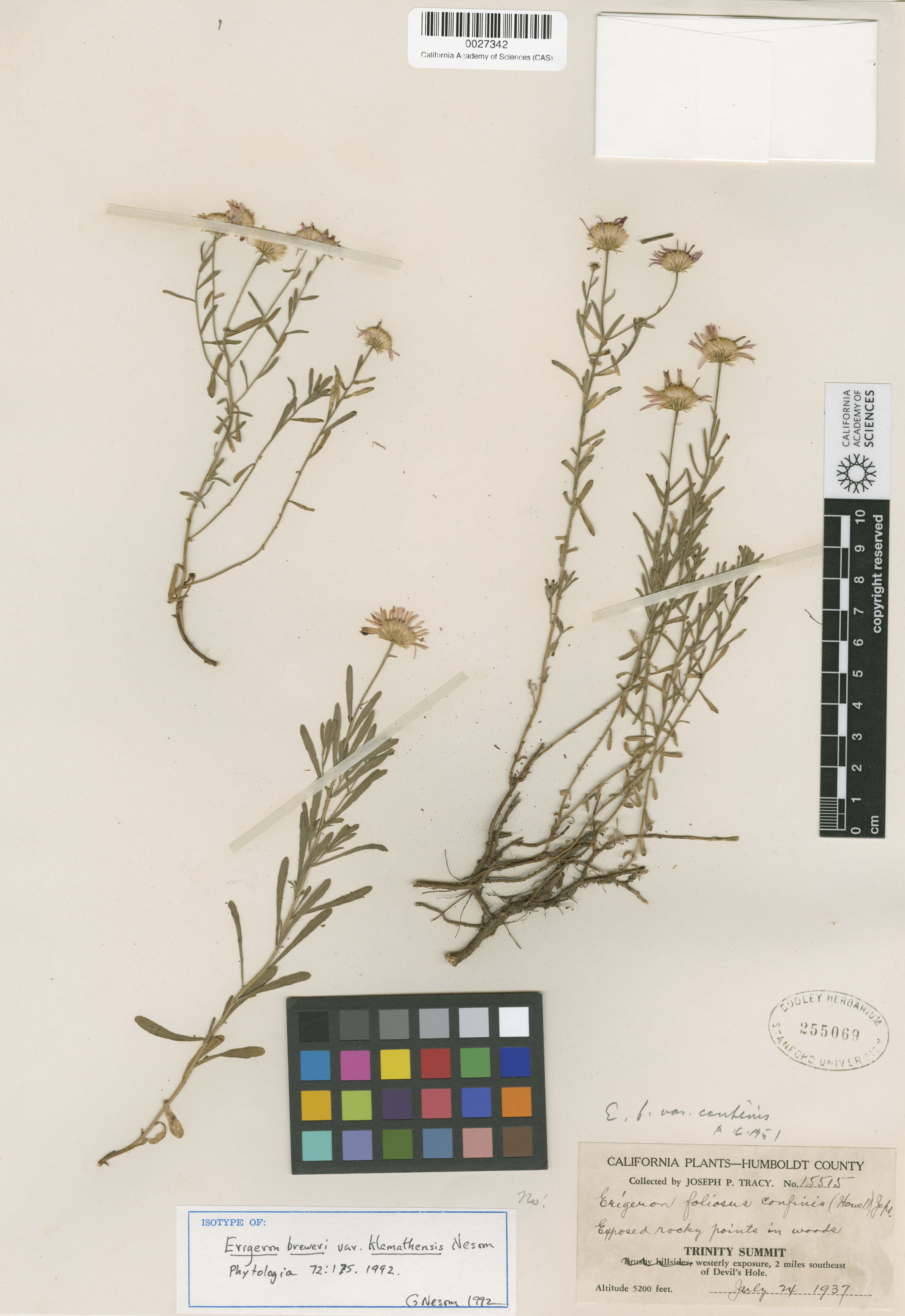 Erigeron klamathensis image