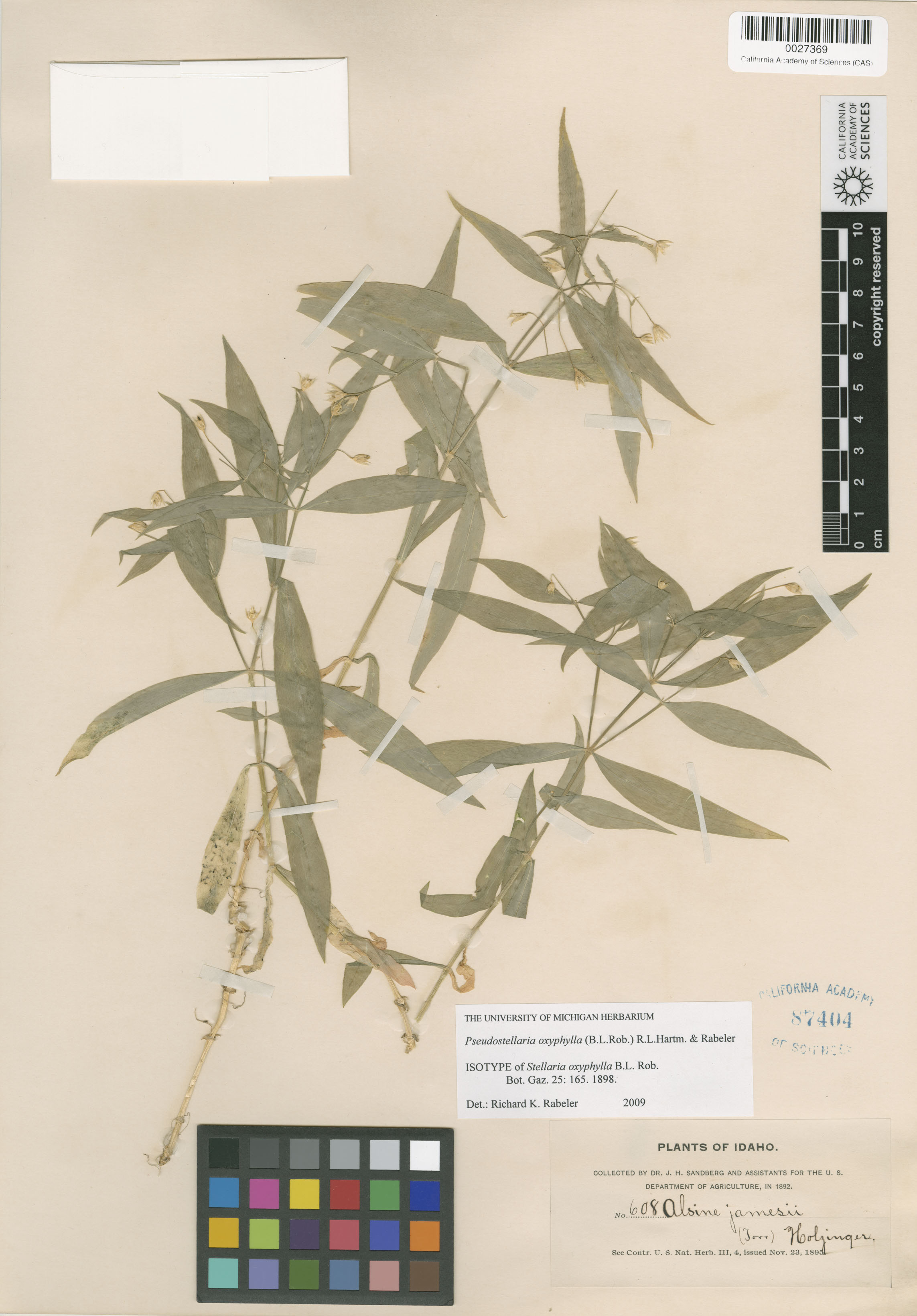 Stellaria oxyphylla image