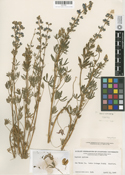 Lupinus apricus image