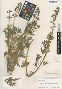Lupinus apricus image