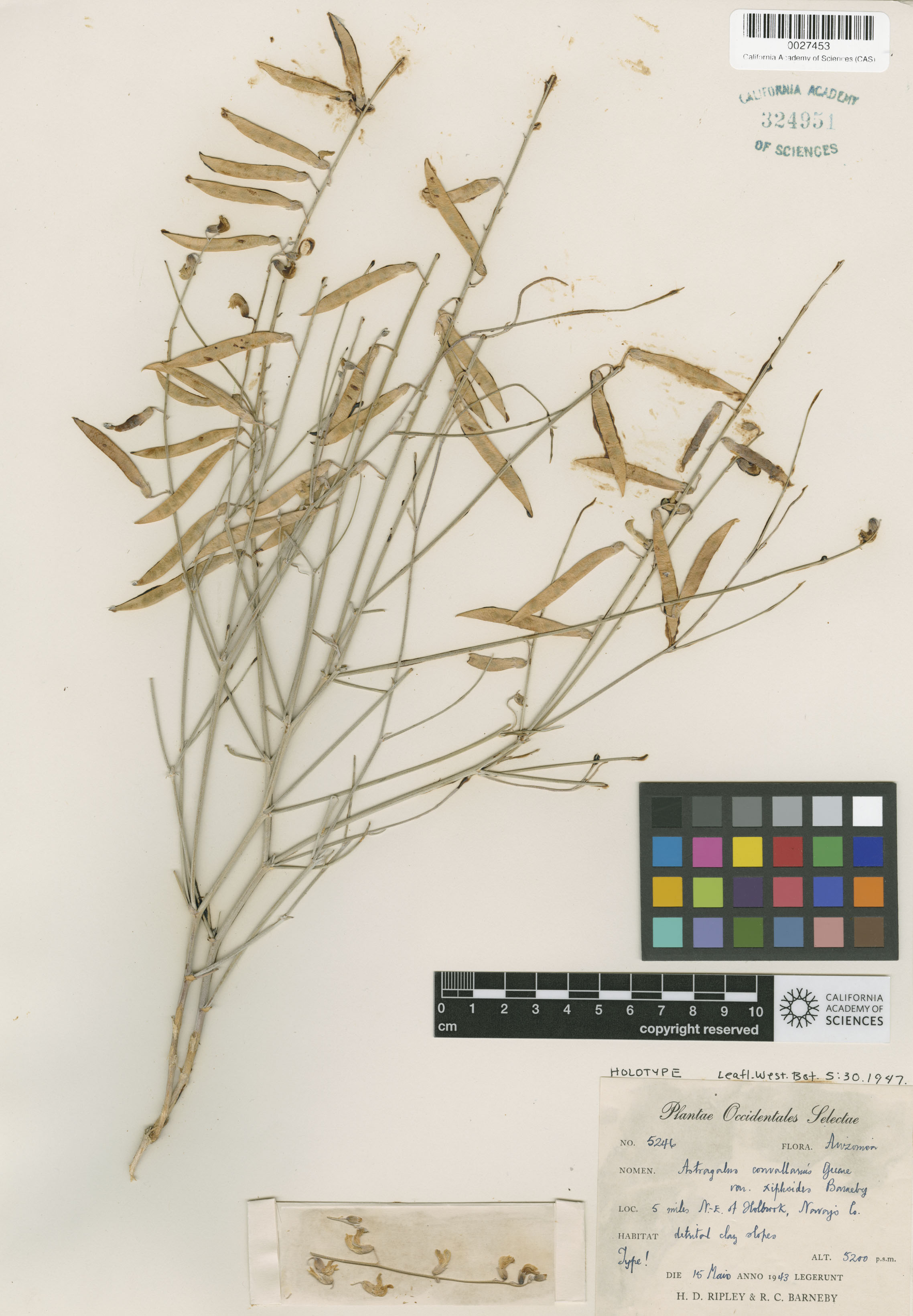 Astragalus xiphoides image