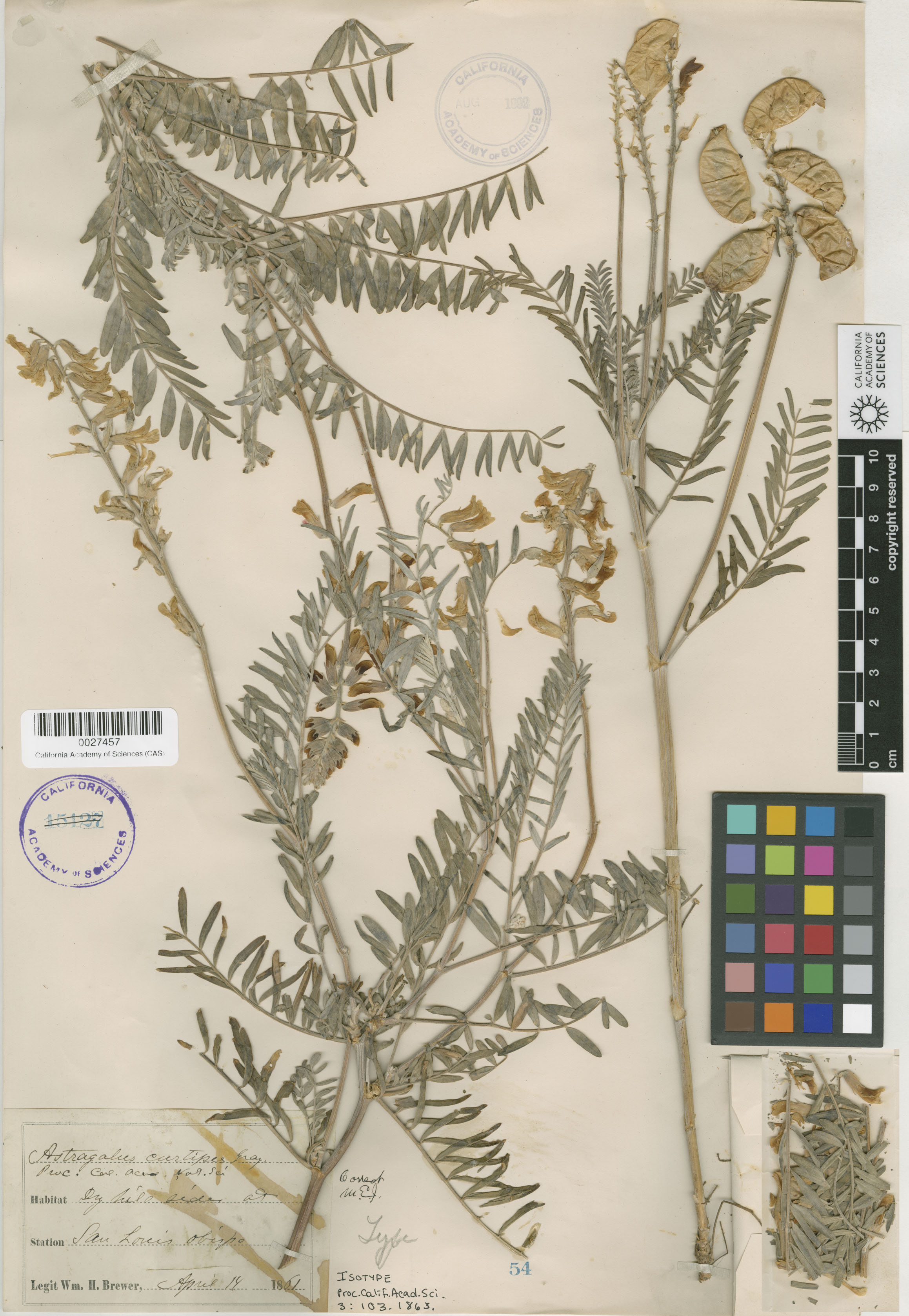 Astragalus curtipes image