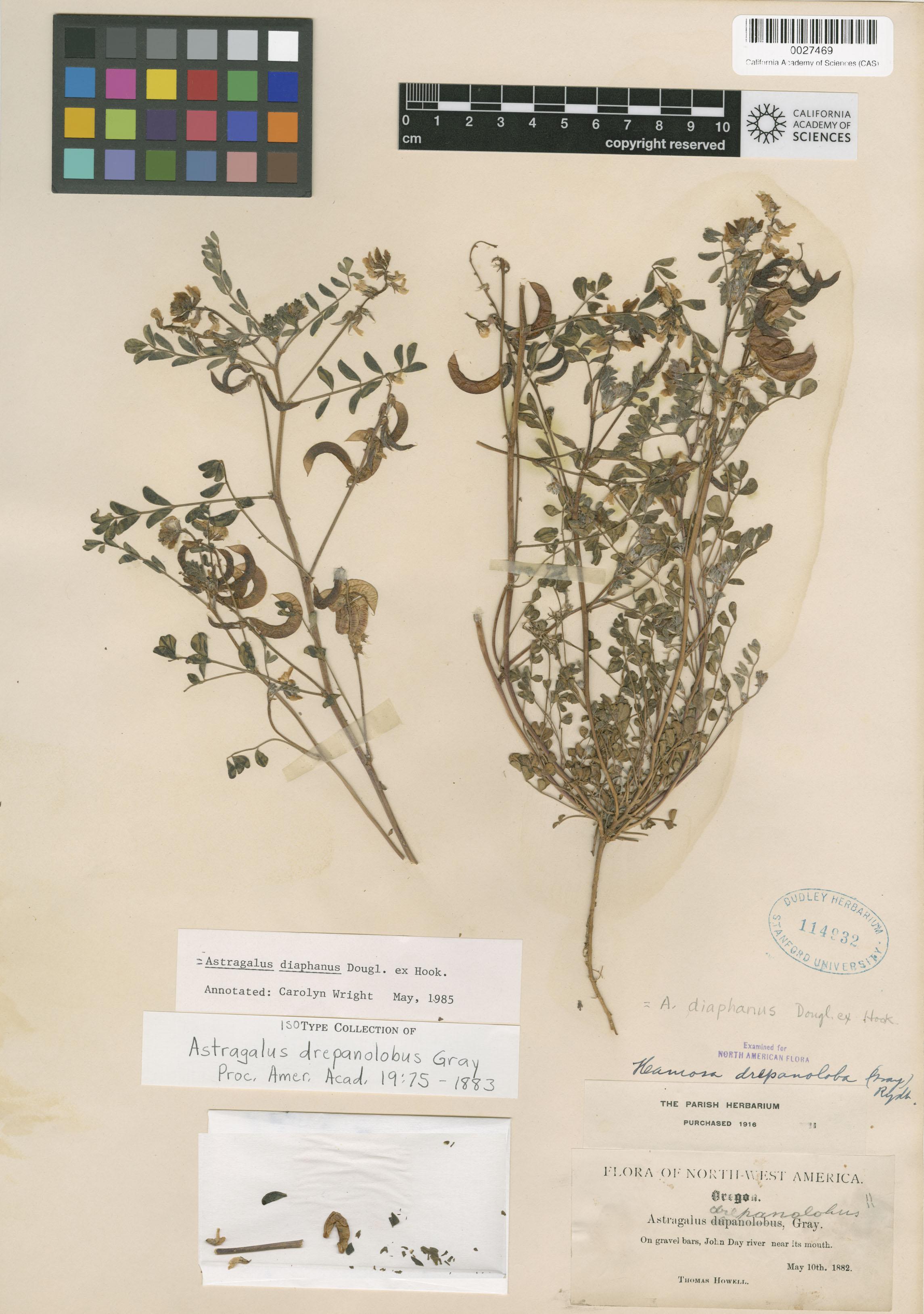 Astragalus diaphanus image