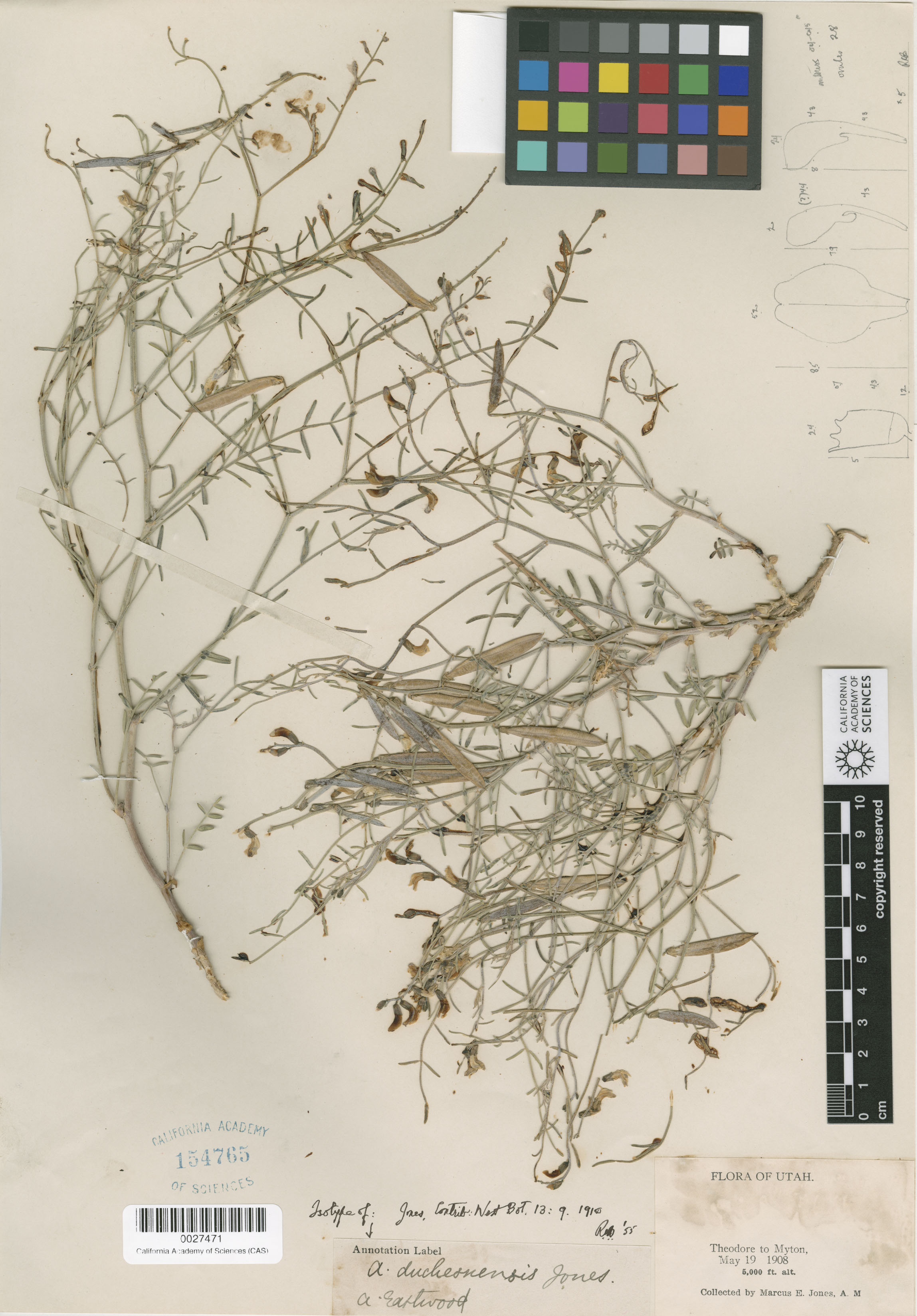 Astragalus duchesnensis image