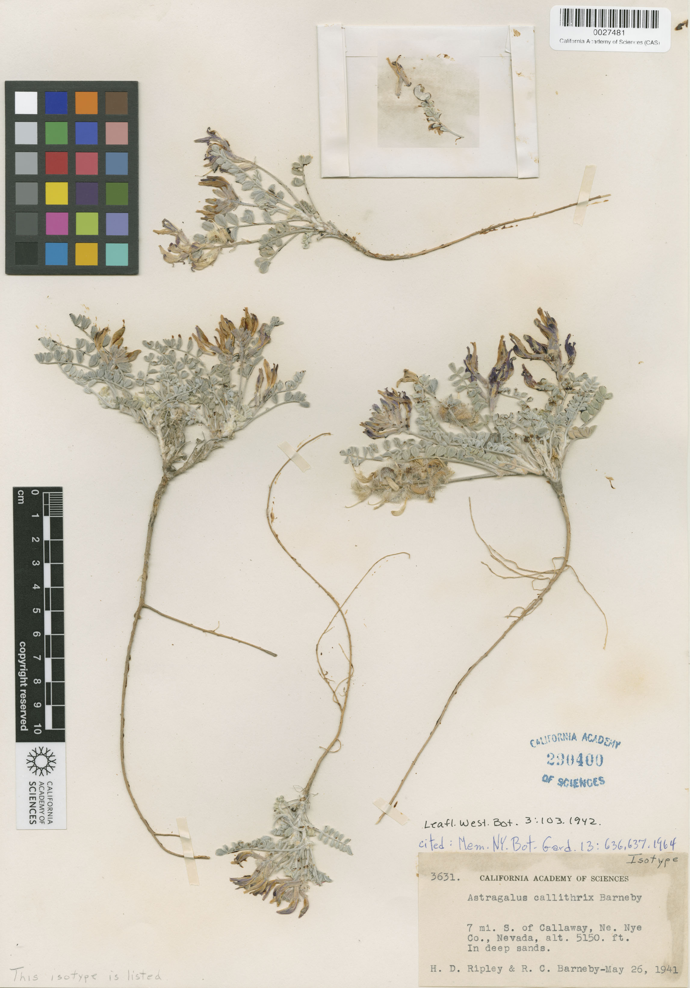 Astragalus callithrix image