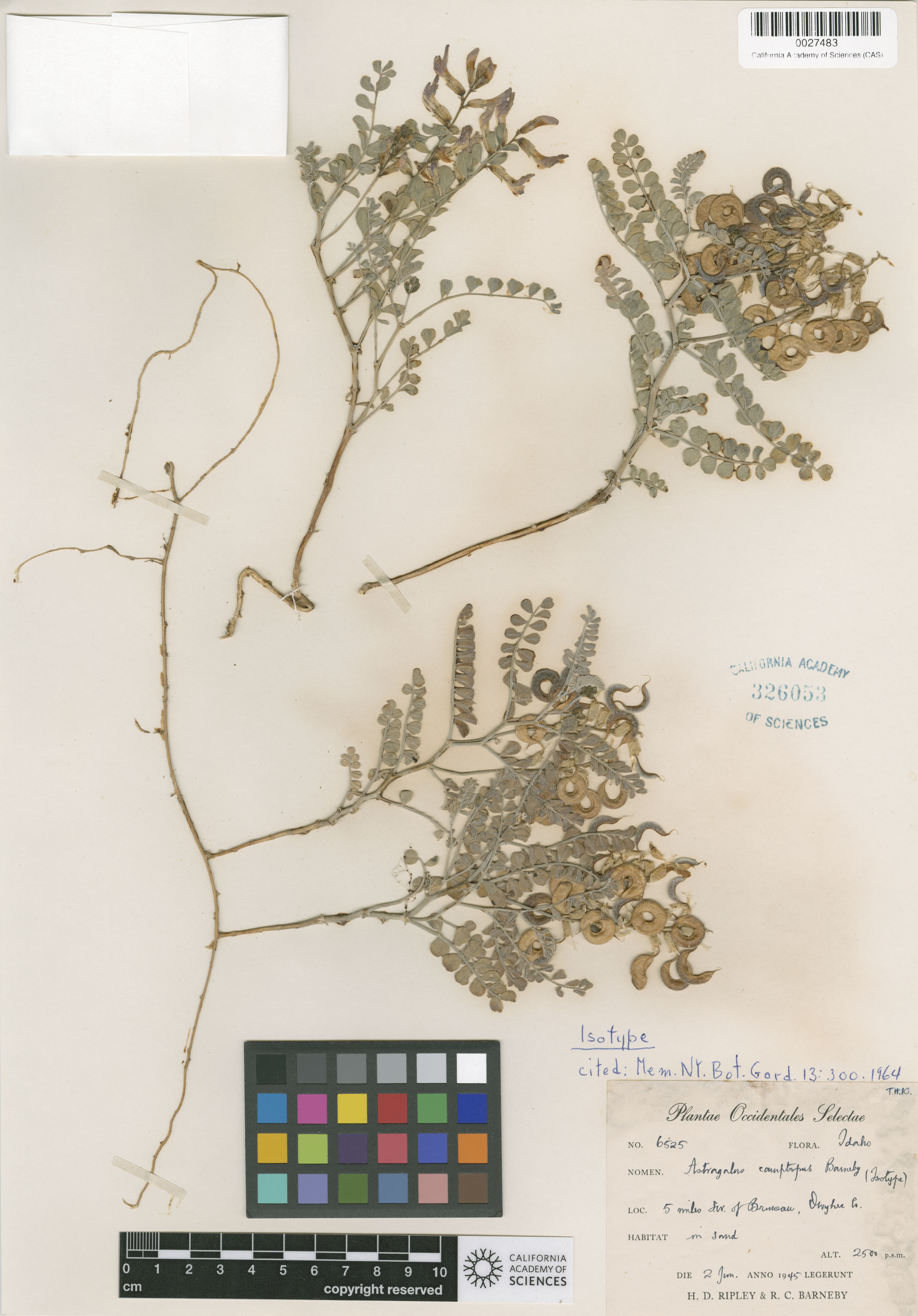 Astragalus camptopus image