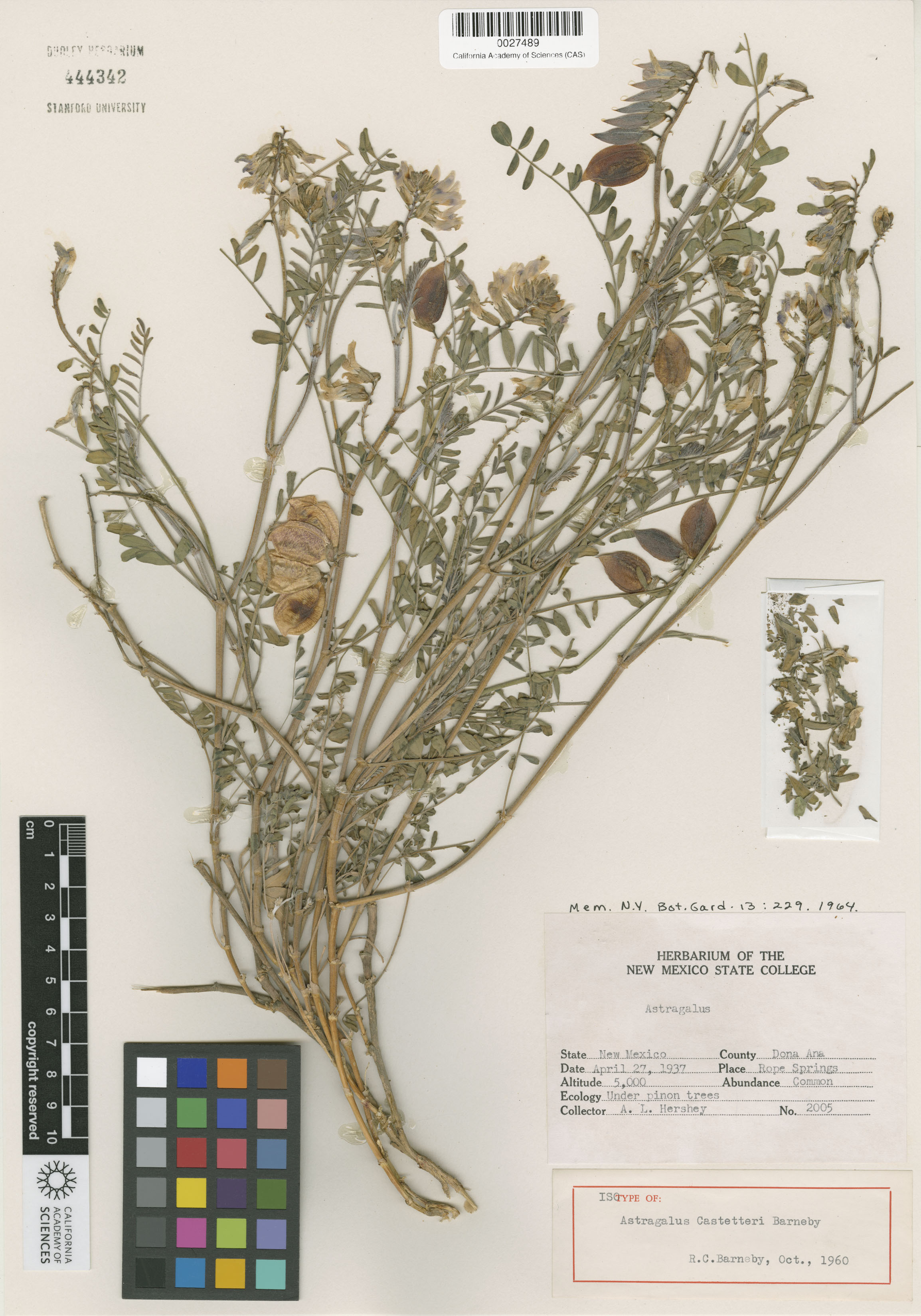 Astragalus castetteri image